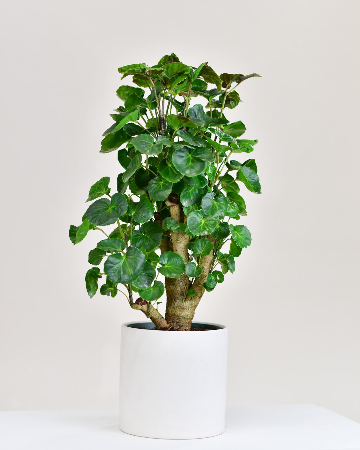 Aralia balfouriana
