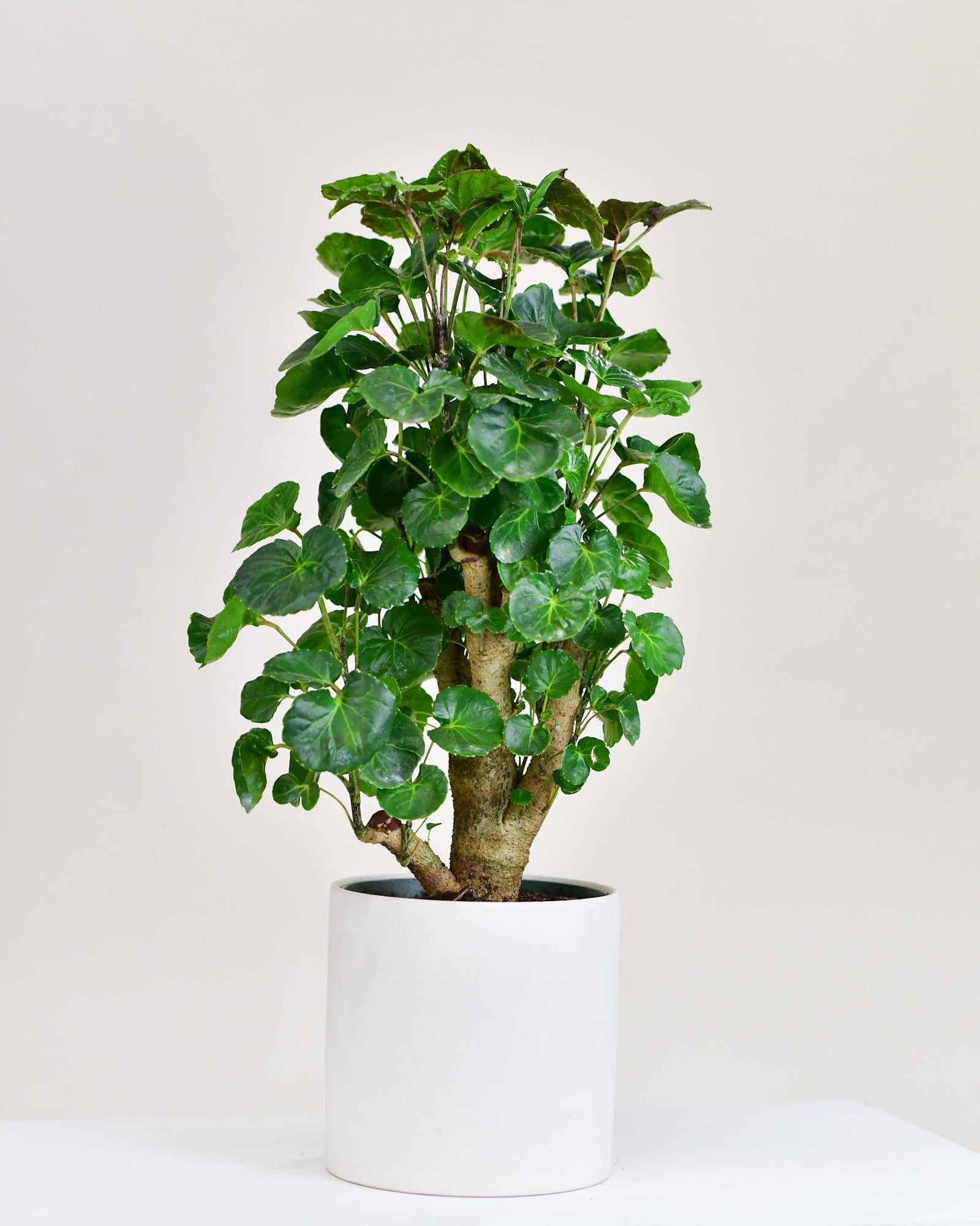 Aralia balfouriana
