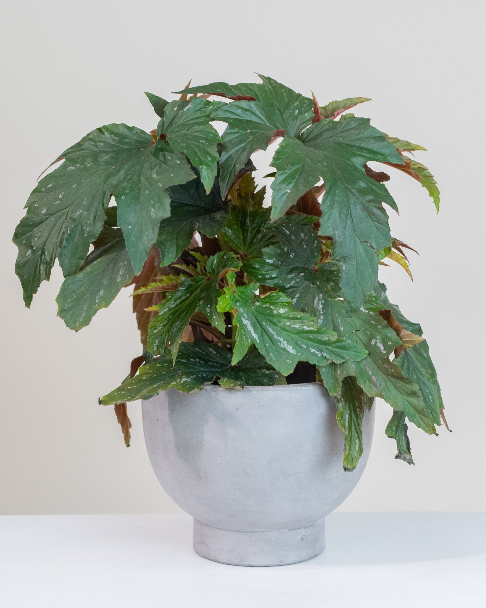 Begonia aconitifolia