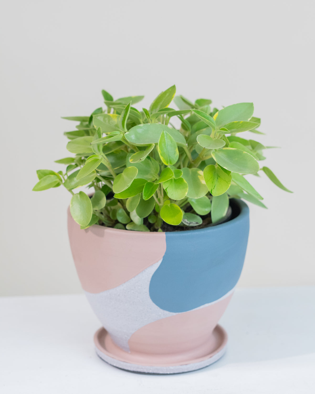 Peperomia « Pixie » 
