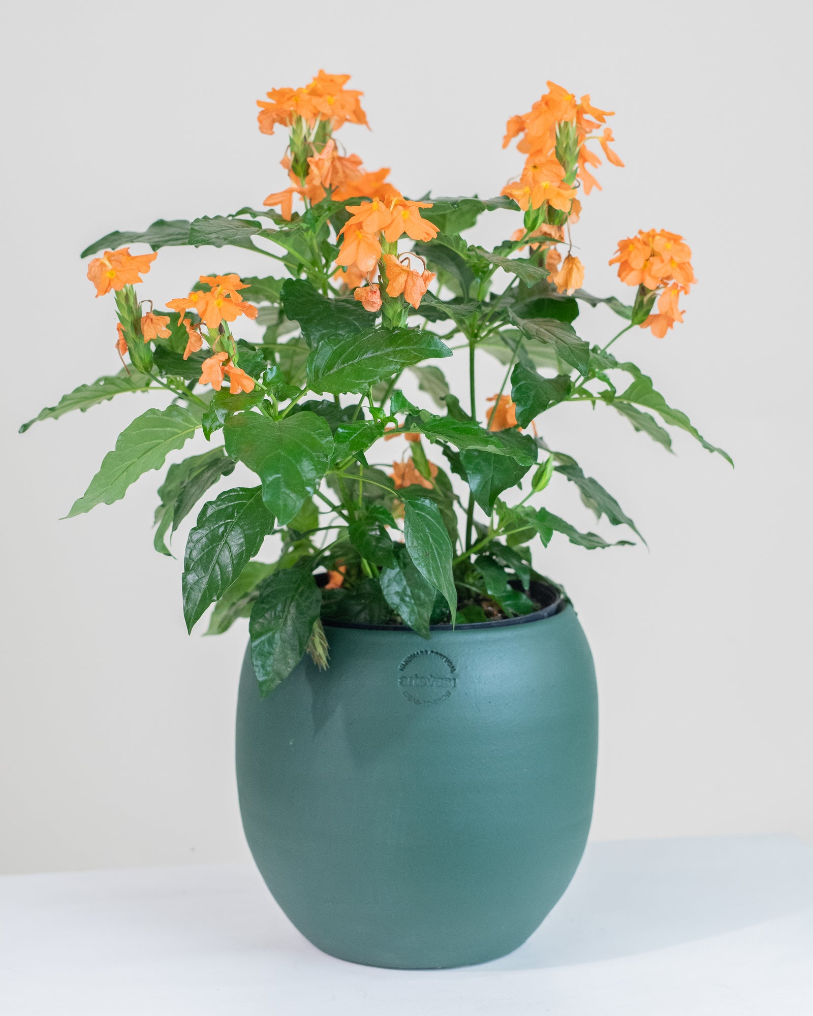 Crossandra