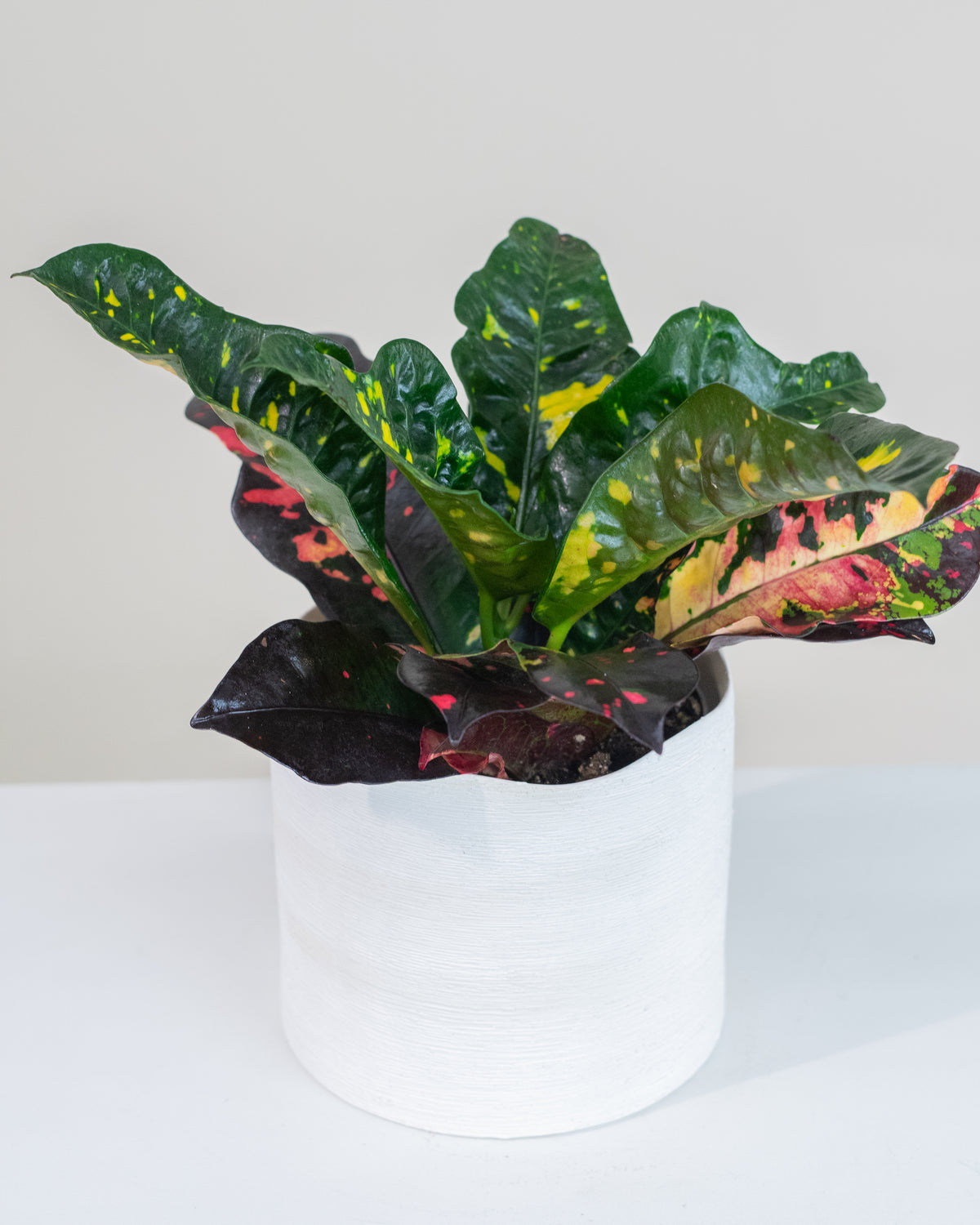 Codiaeum variegatum « Magnificent »