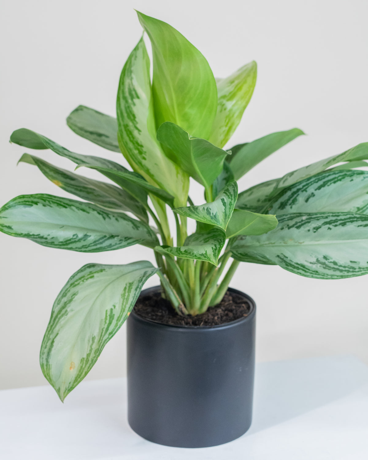 Aglaonema « Silver Bay » 