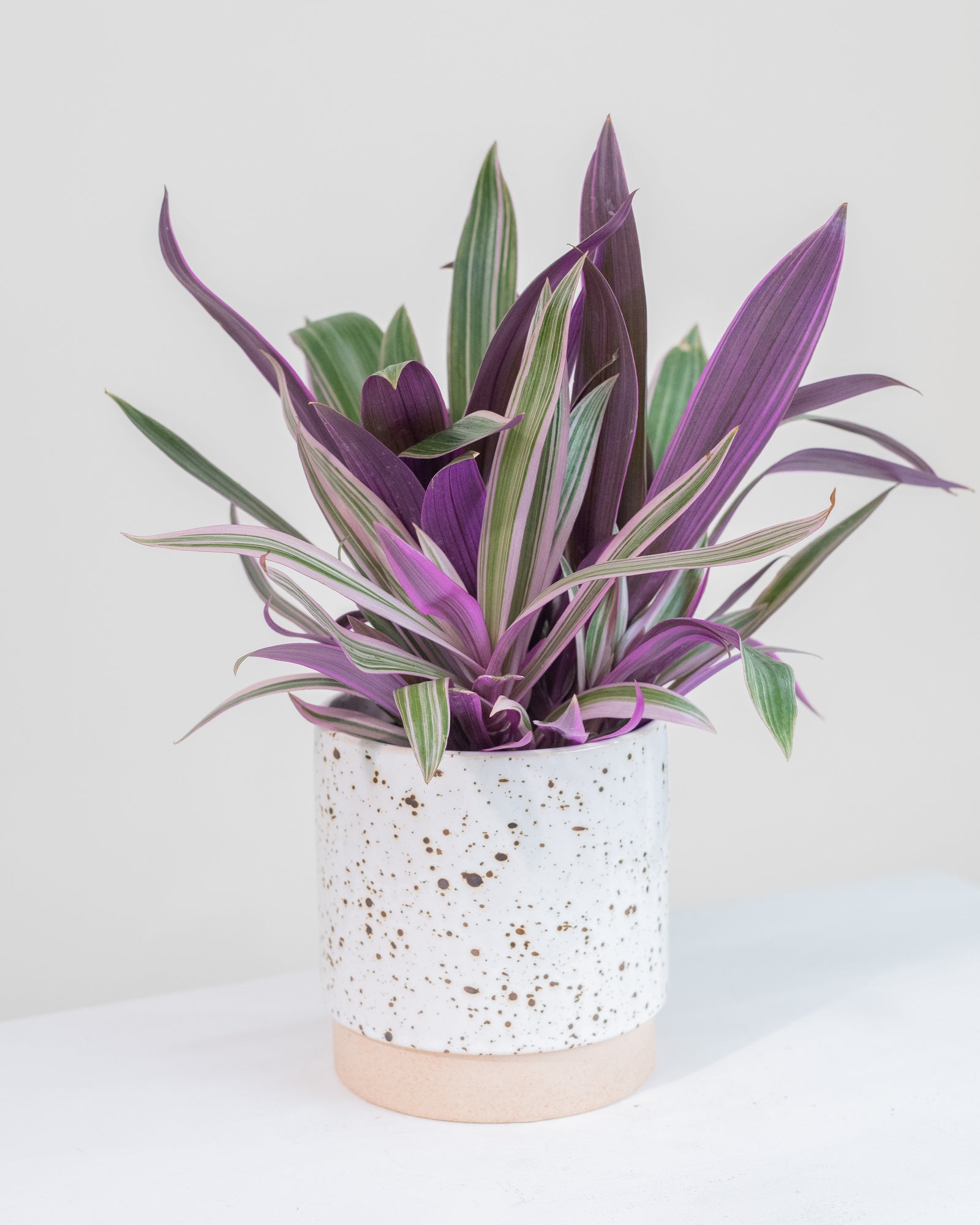 Tradescantia spathacea « Tricolor »