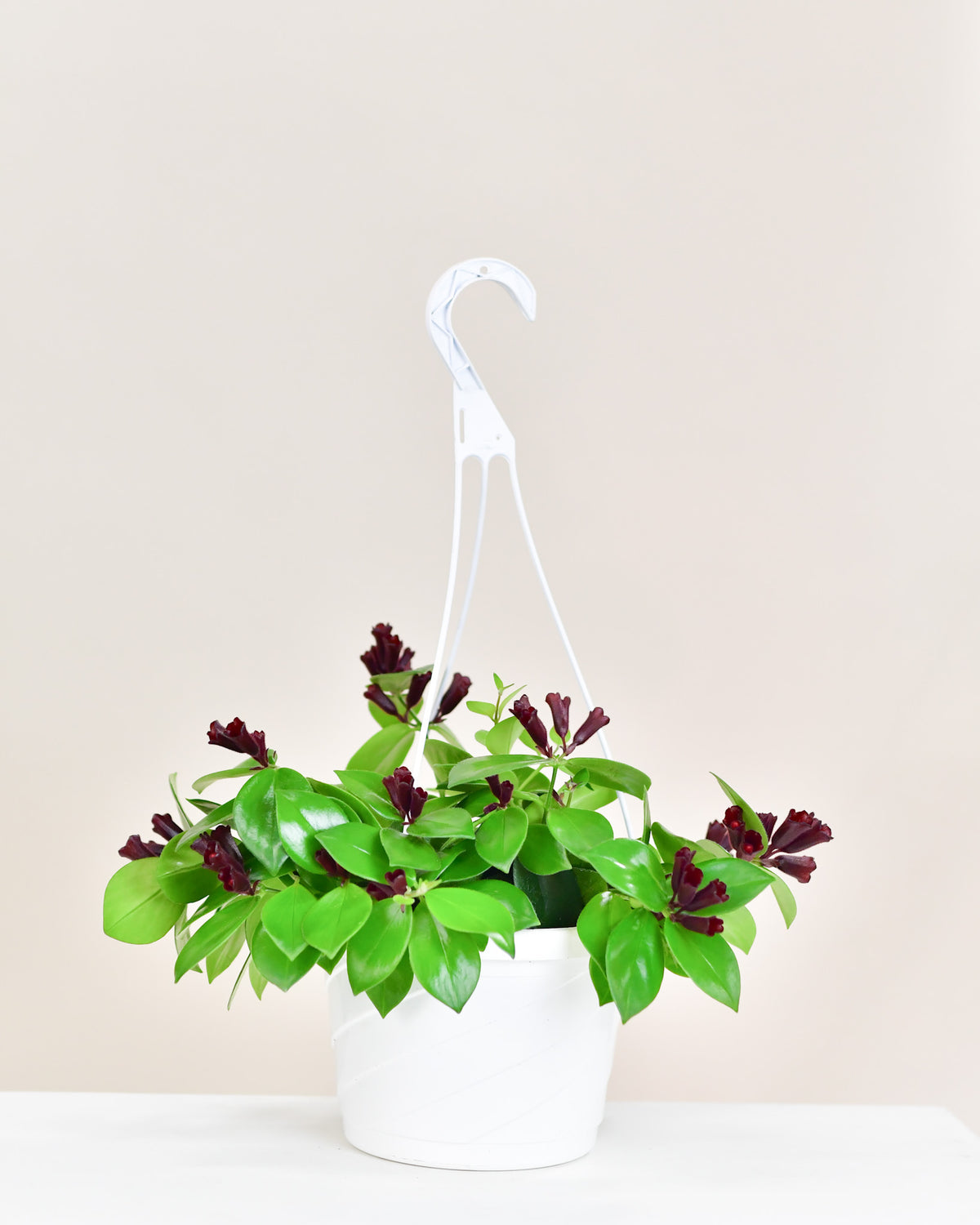 Aeschynanthus lobianus « Mona Lisa »