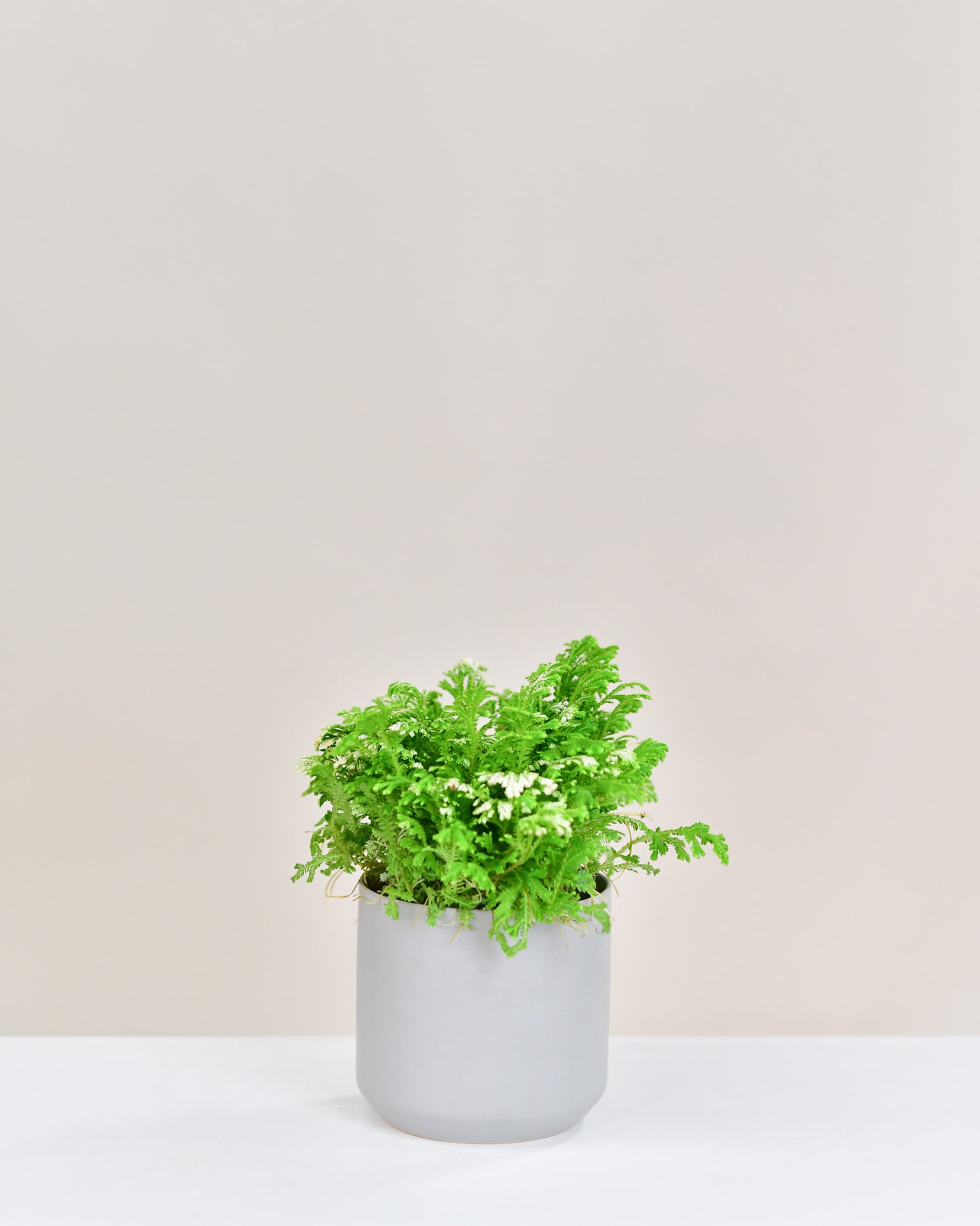 Selaginella martensii « Frosty »