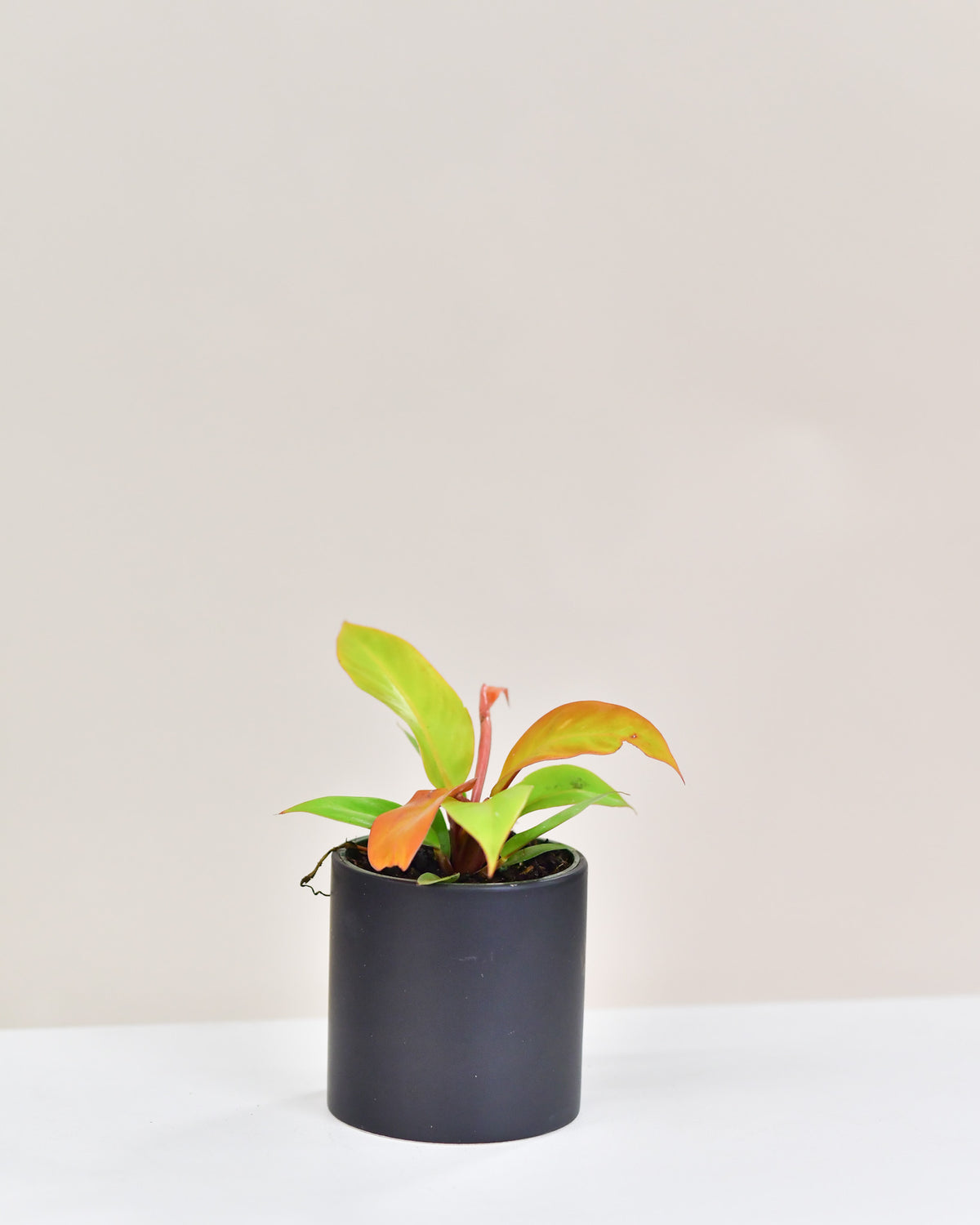 Philodendron « Prince Orange » 