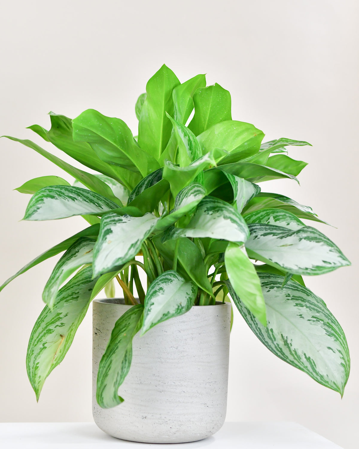 Aglaonema « Silver Bay » 