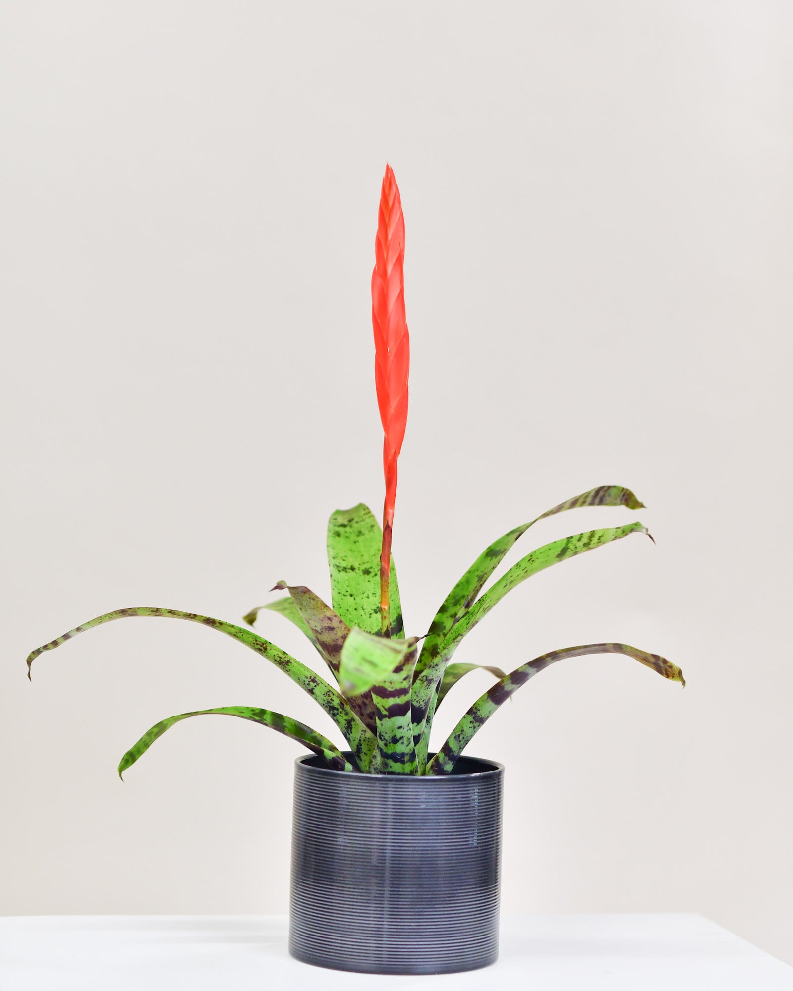 Vriesea assorti