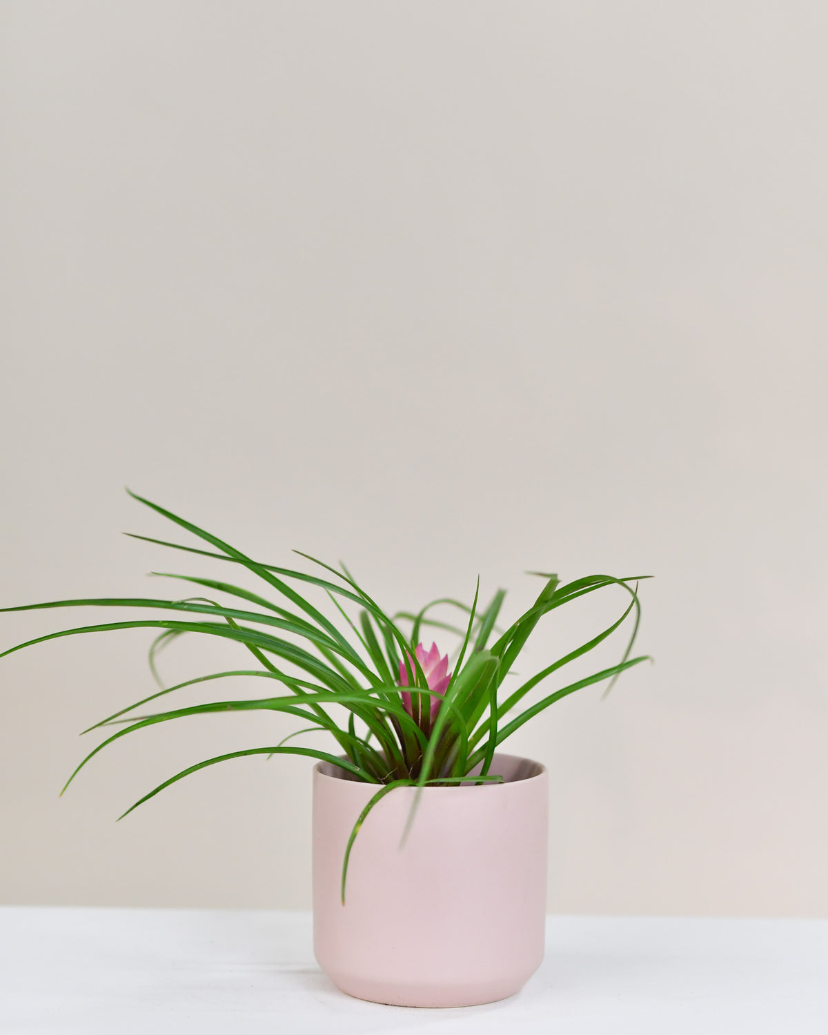 Tillandsia cyanea