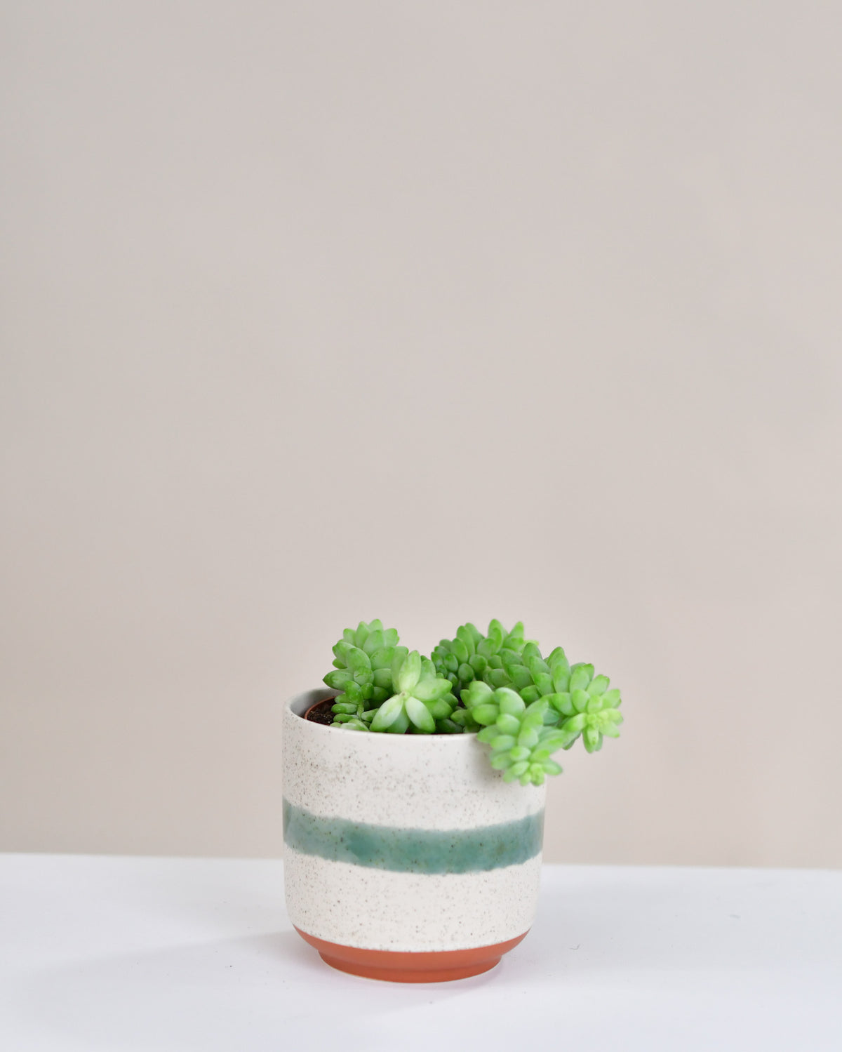 Sedum « Morganianum » 