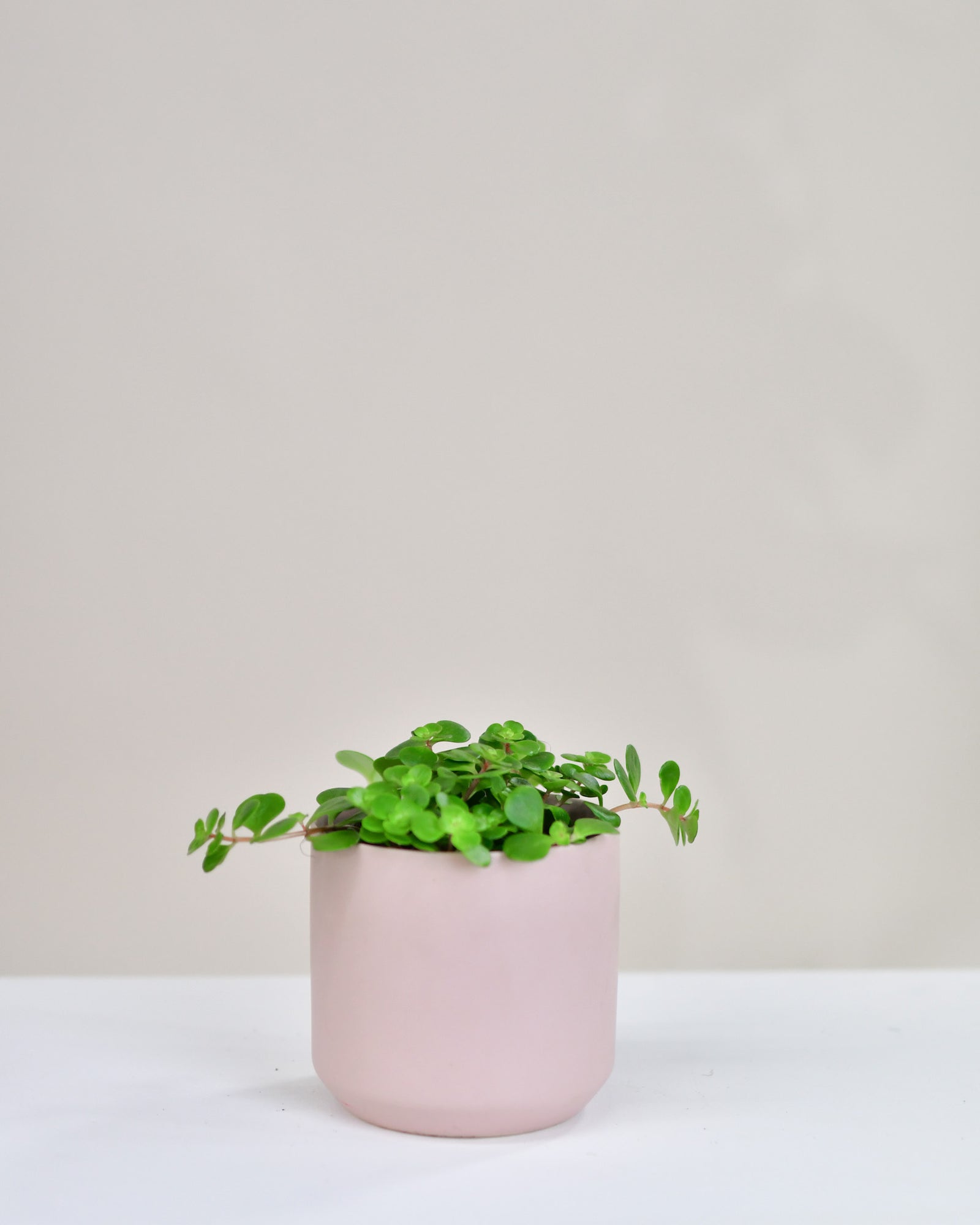Sedum makinoi