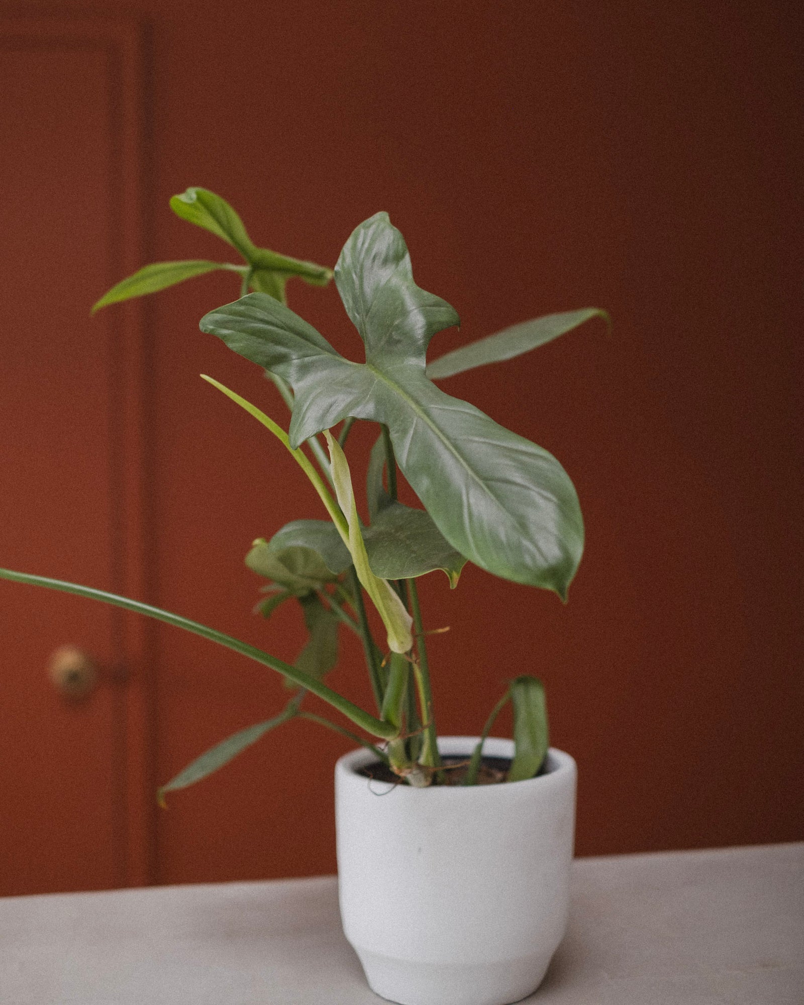 Philodendron bipennifolium