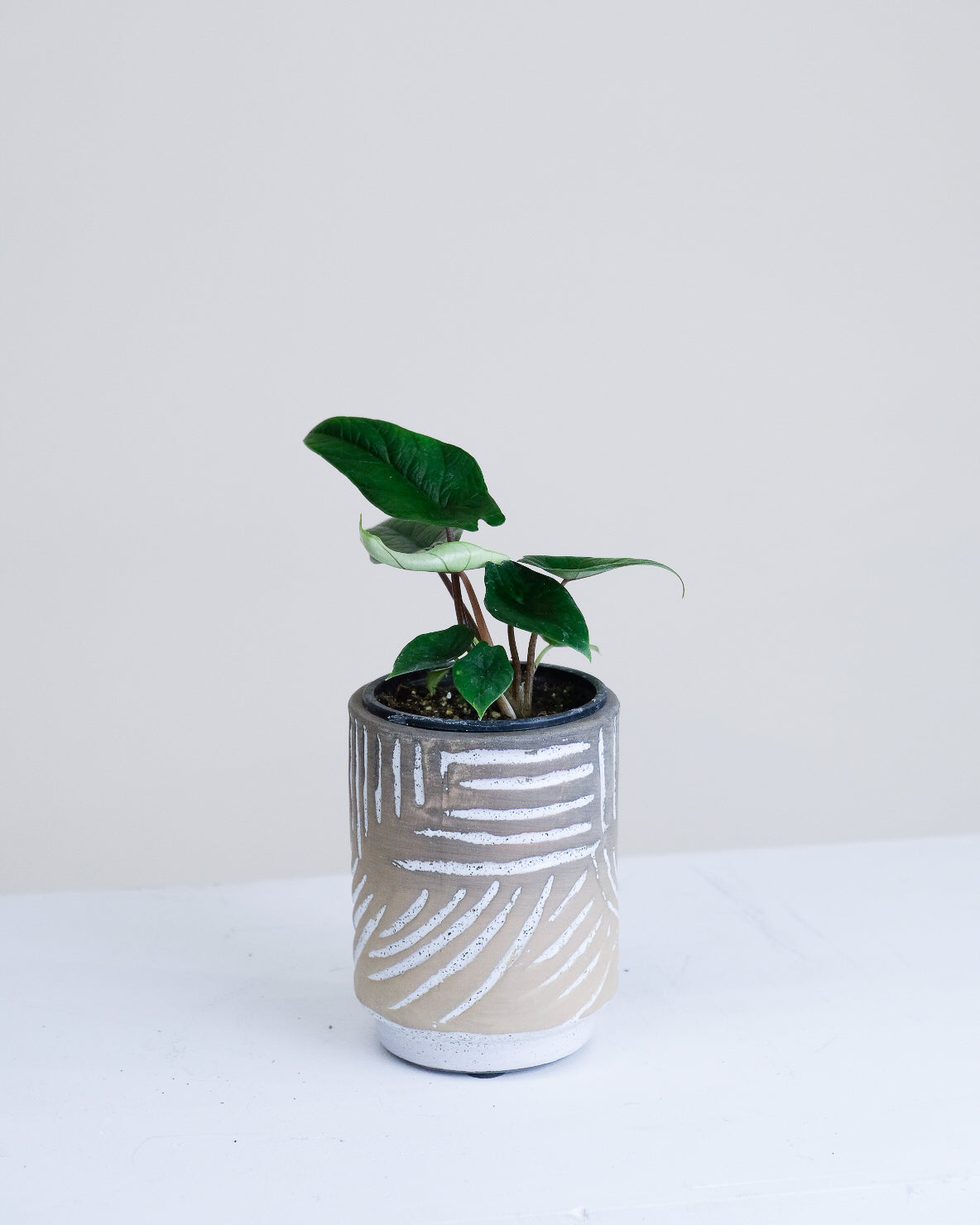 Alocasia « Scalprum »