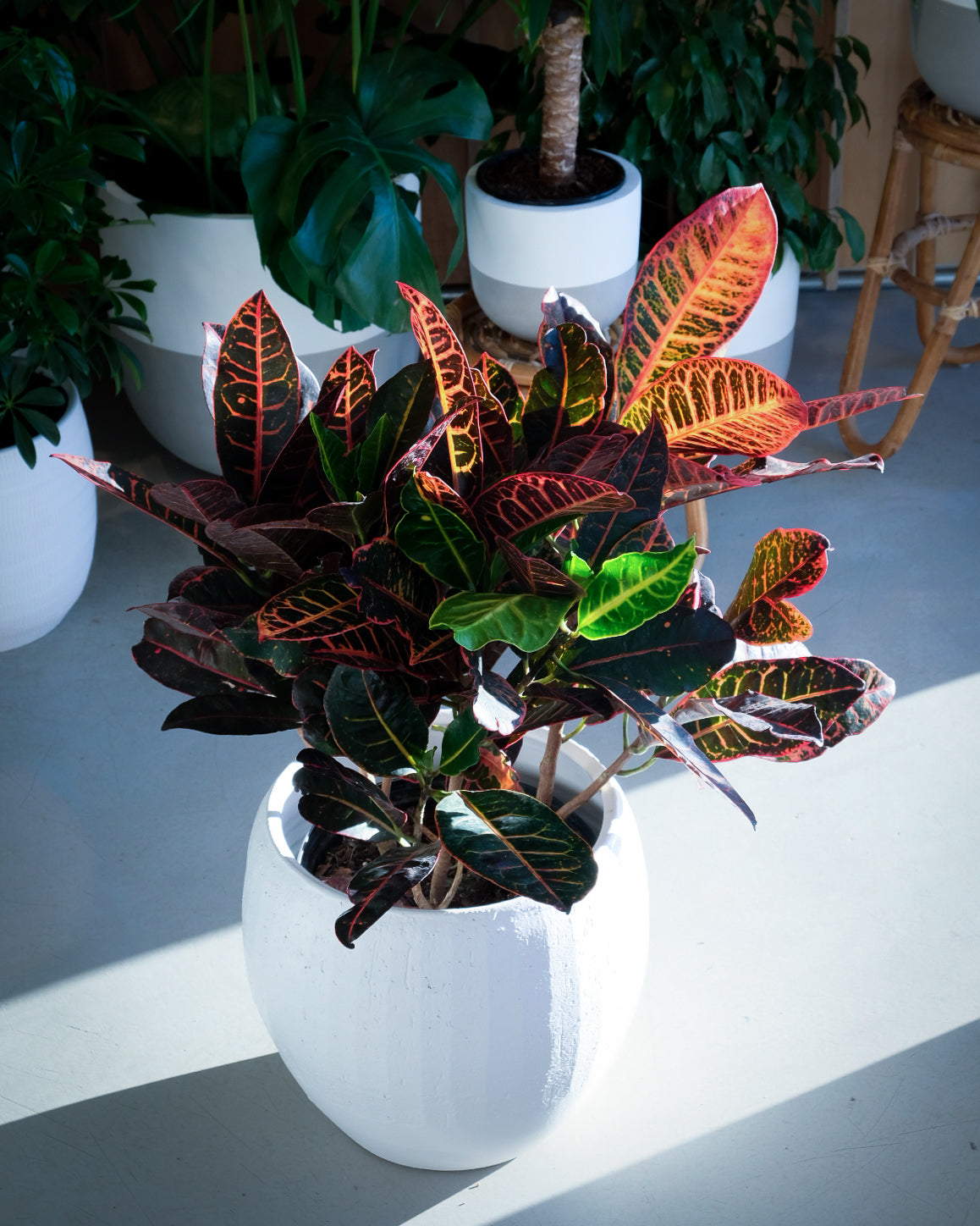 Codiaeum variegatum « Petra »