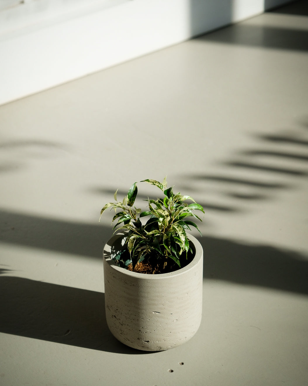 Ficus benjamina « El Dorado »