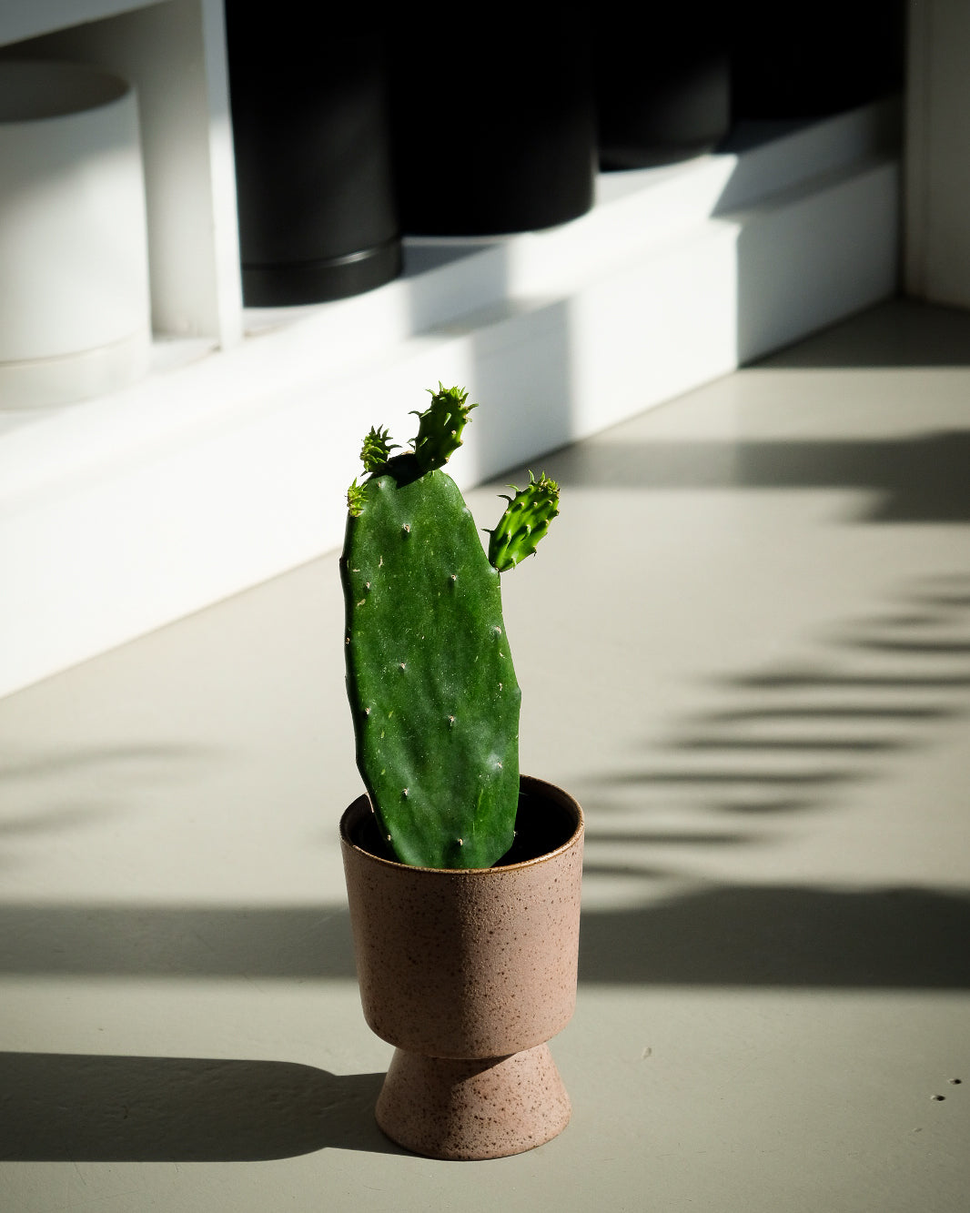 Opuntia ficus-indica