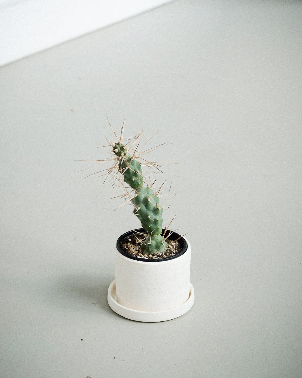 Tephrocactus aorancanthus