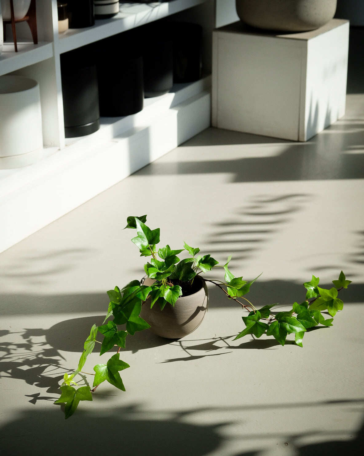 Hedera canariensis « Neon »