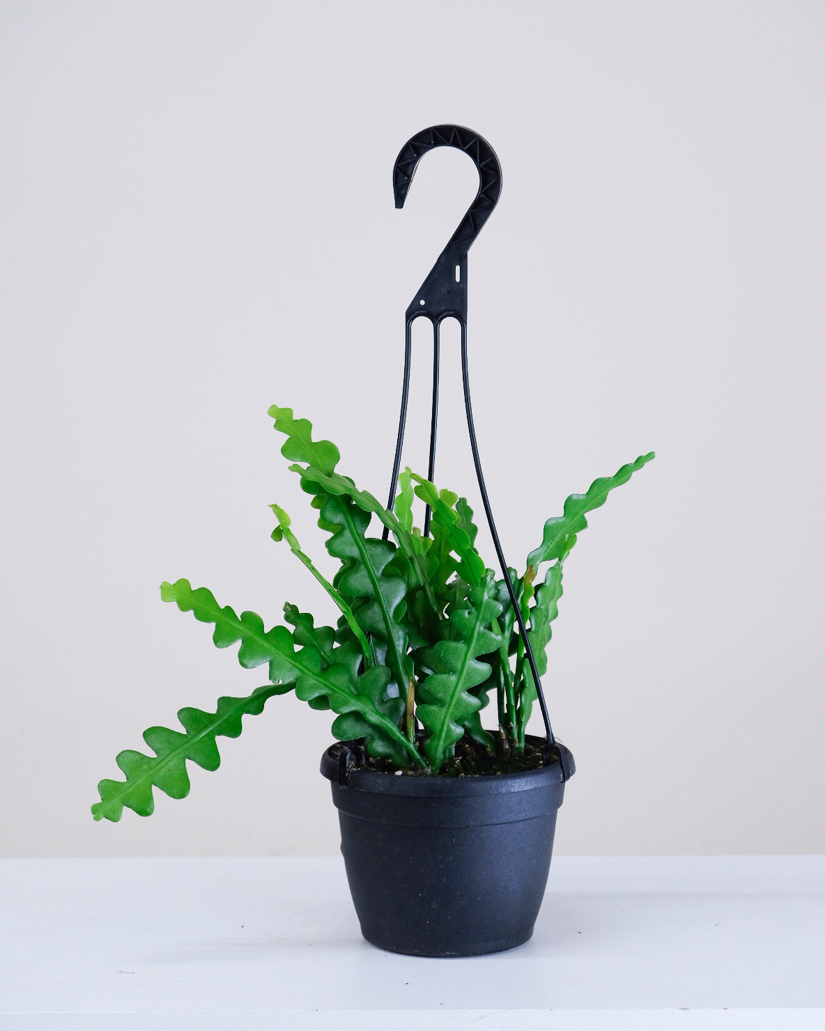 Epiphyllum anguliger « Cactus Zigzag »