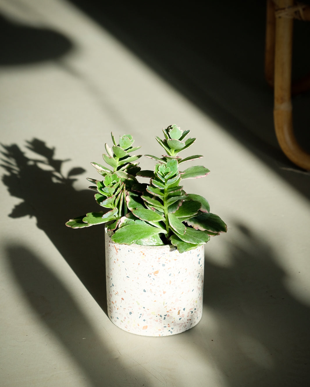 Kalanchoe fedtchenckoi