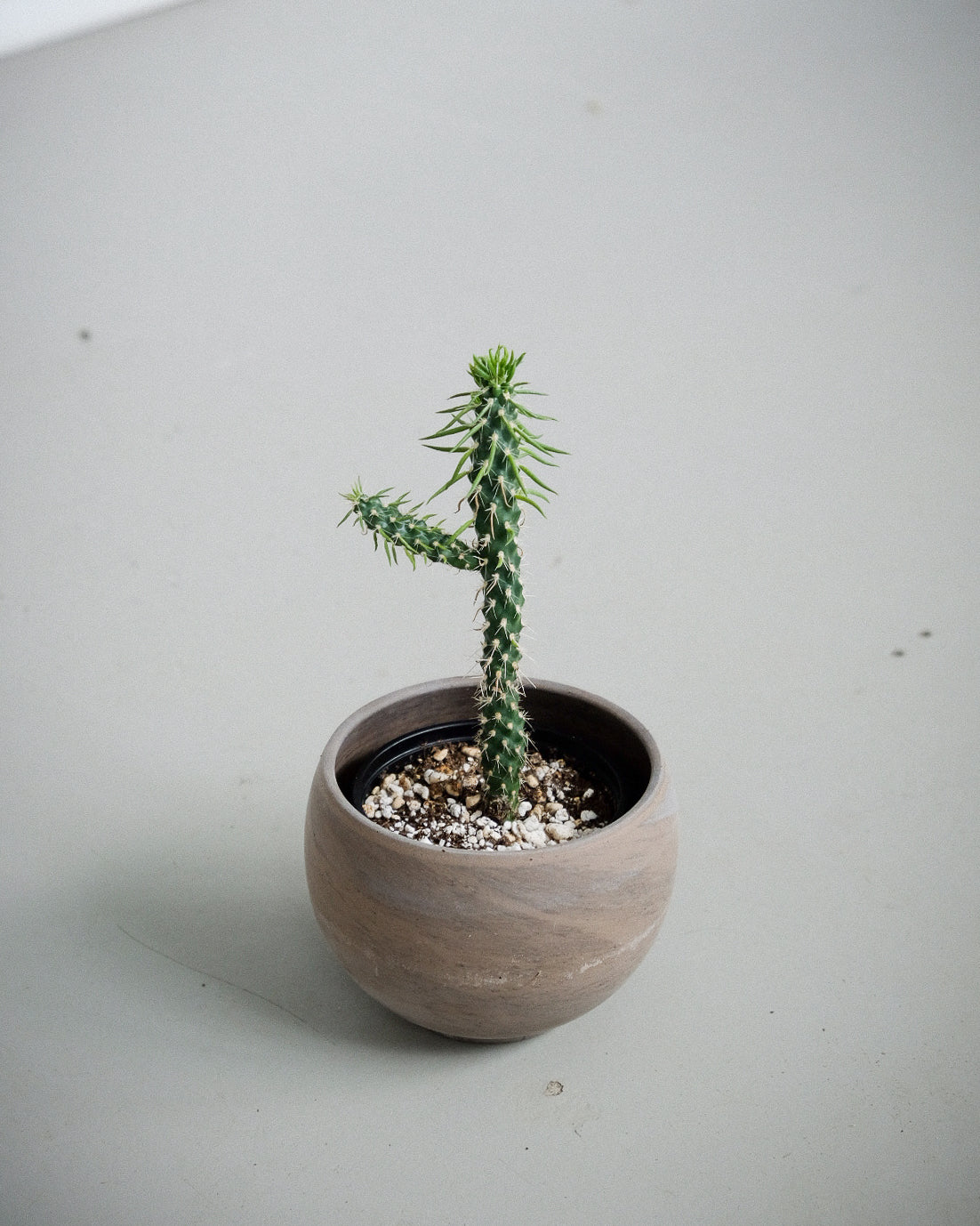 Opuntia whipplei « Enodis »