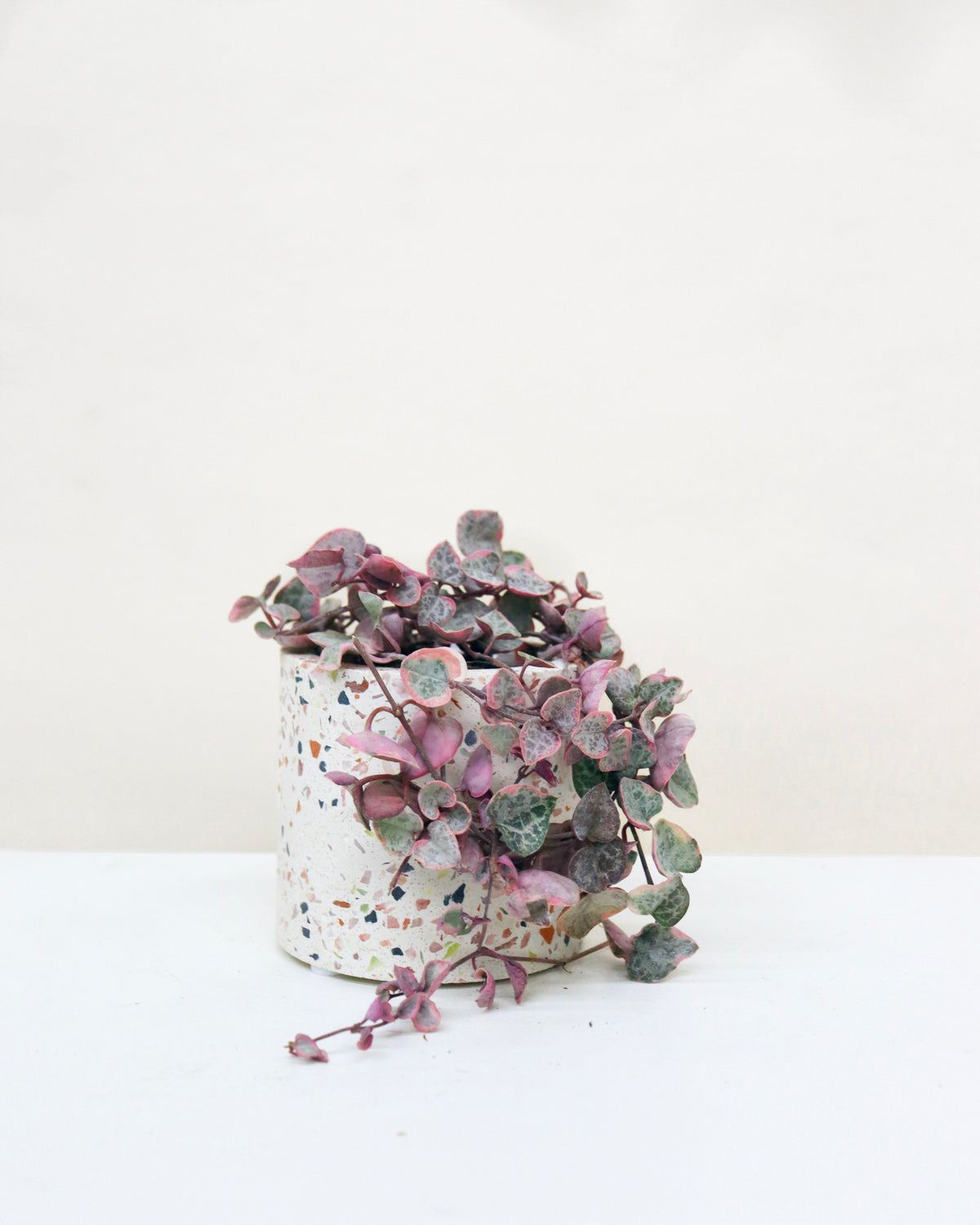 Ceropegia woodi « Variegata »