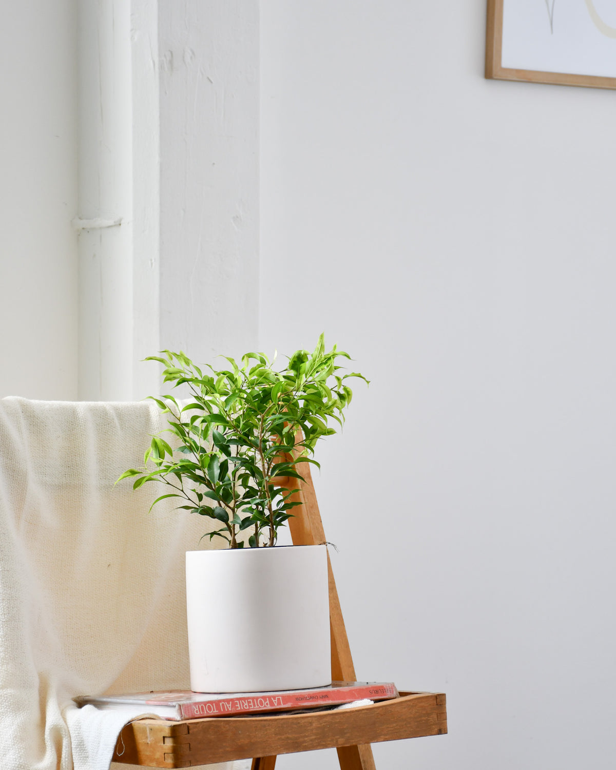 Ficus benjamina