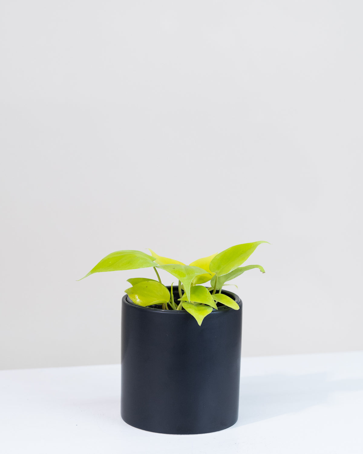 Philodendron cordatum « Lemon Lime »