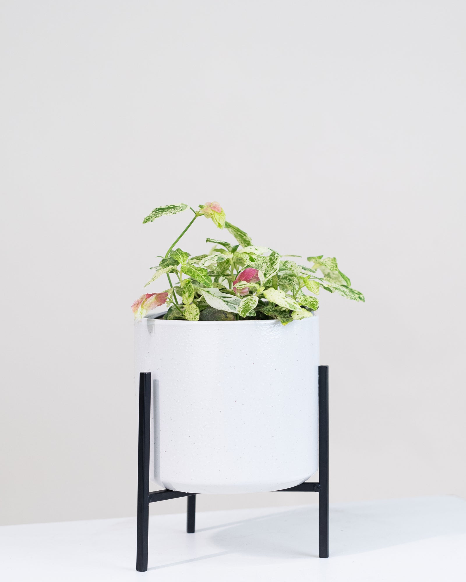 Beloperone guttata « Plante Crevette »