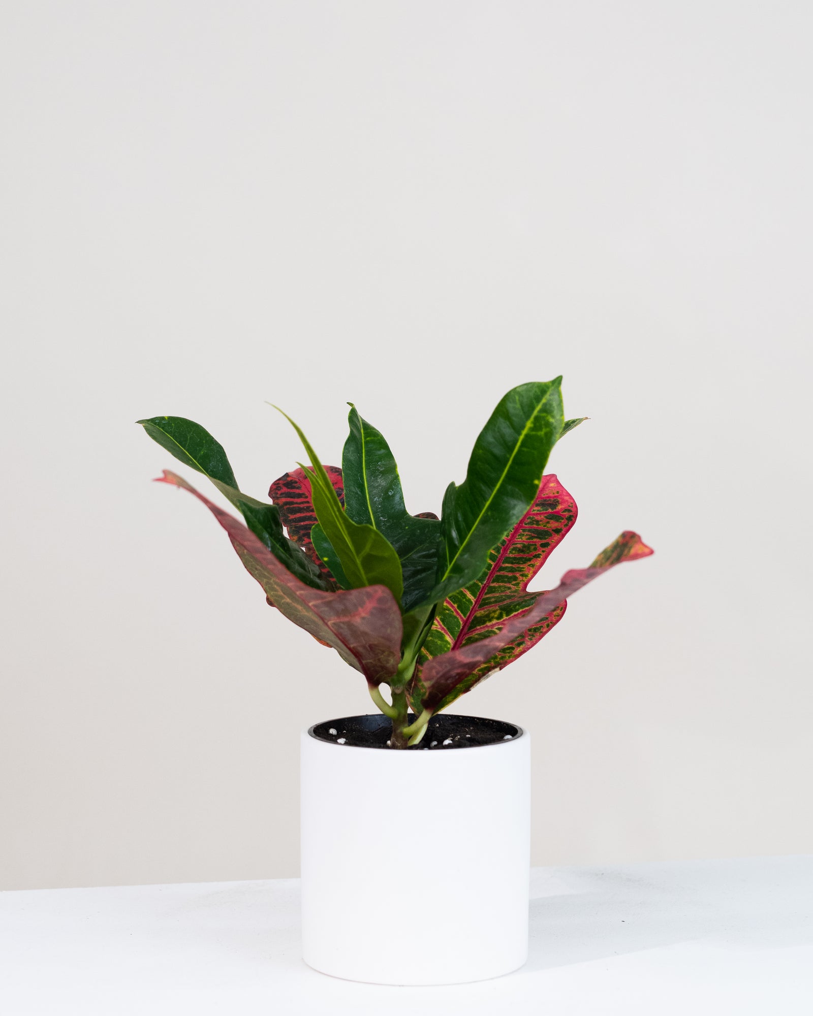 Codiaeum « Nervia »