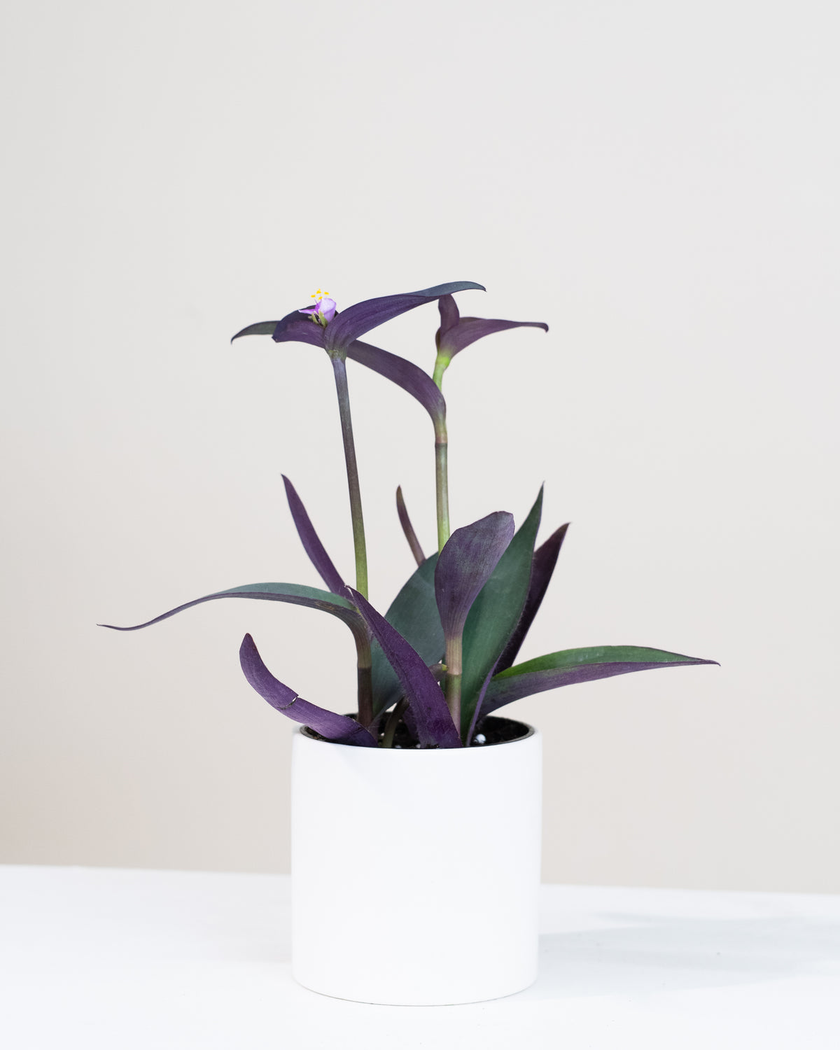 Tradescantia pallida « Purpurea »