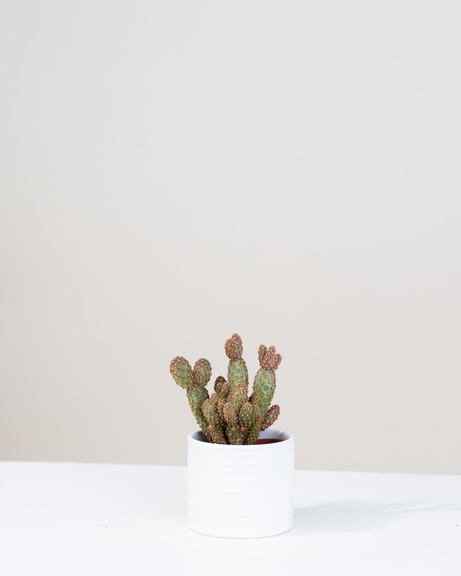 Opuntia rufida minima