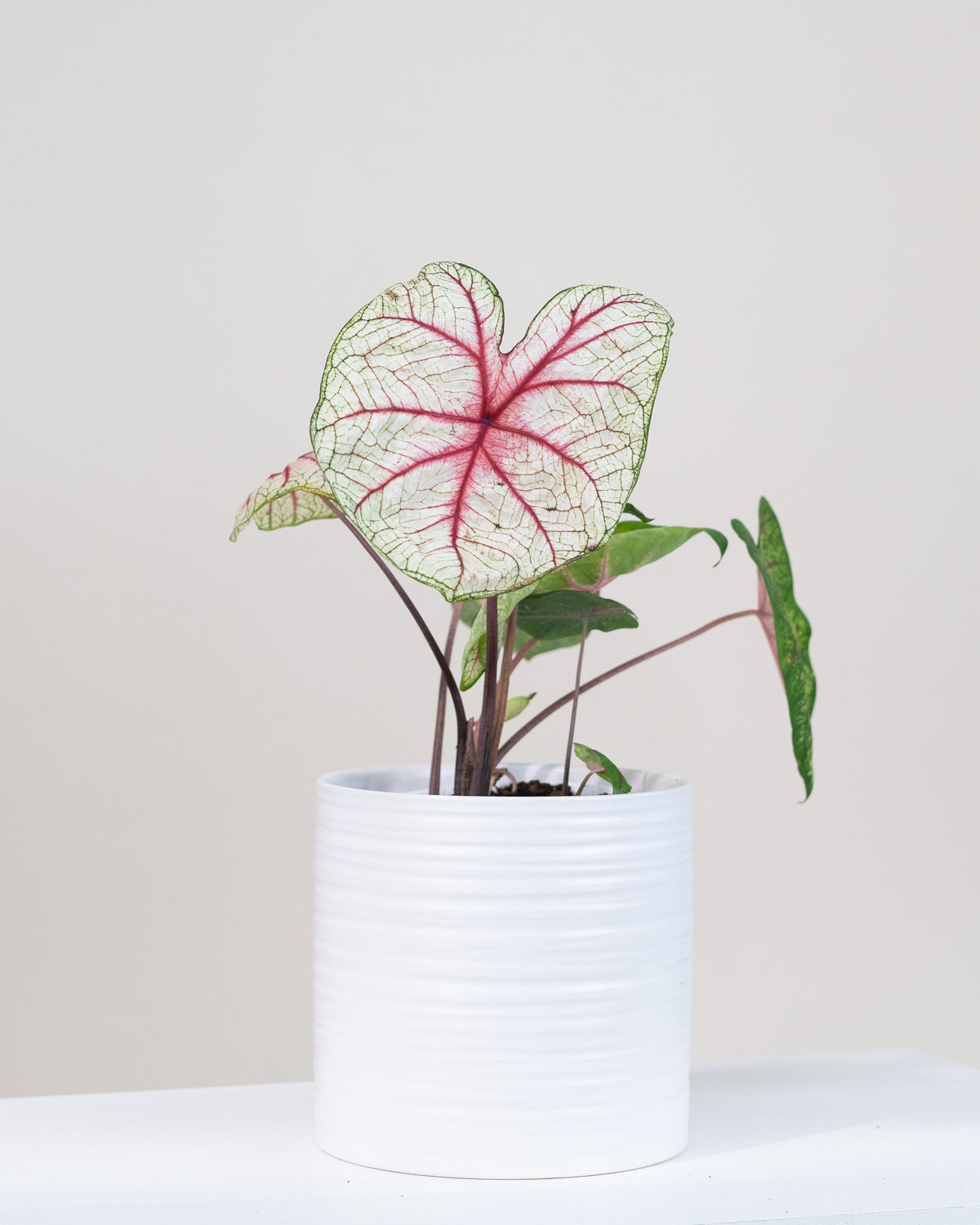 Caladium hortulanum assorties