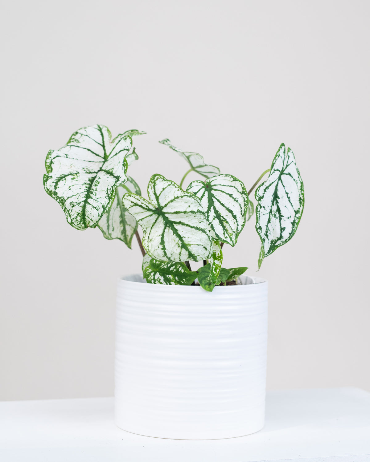 Caladium hortulanum assorties