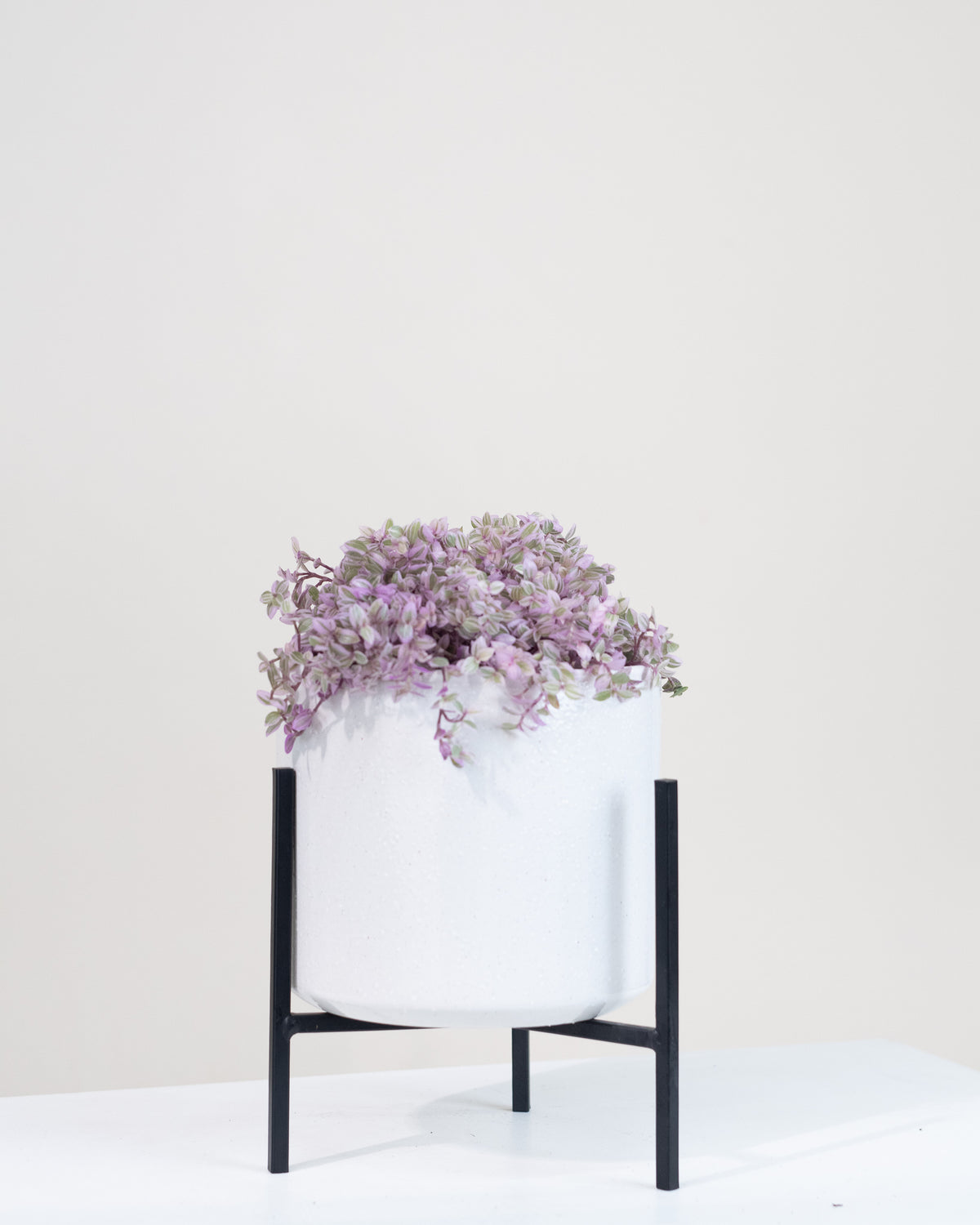 Callisia repens « Pink Lady »