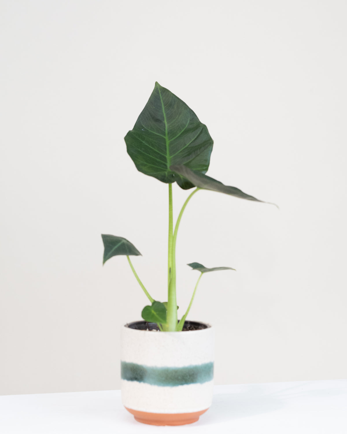 Alocasia « Regal Shield »