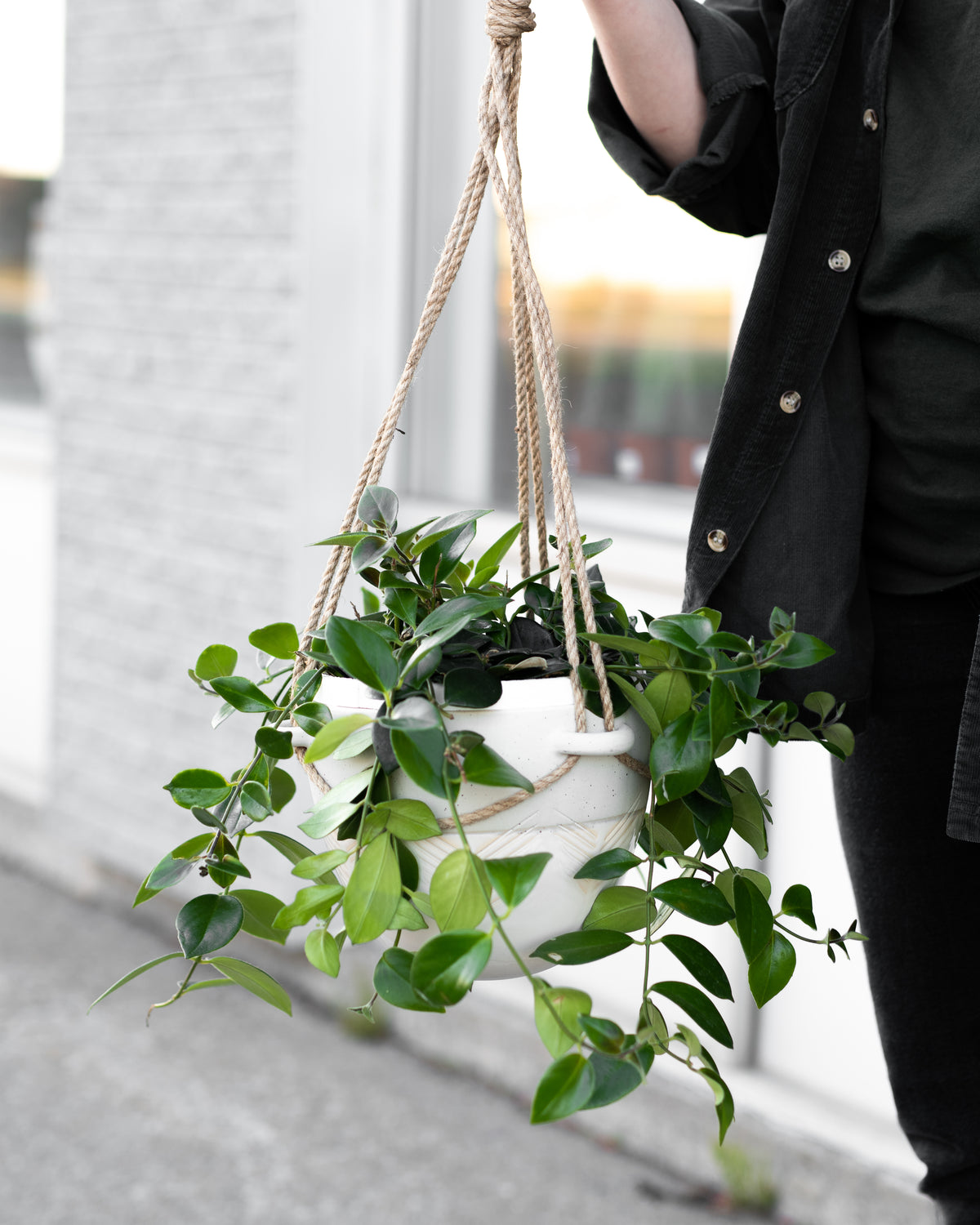 Aeschynanthus lobianus « Mona Lisa »