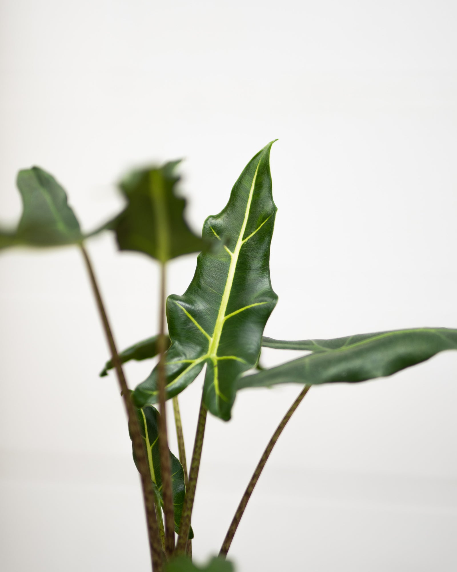 Alocasia « Sarian »