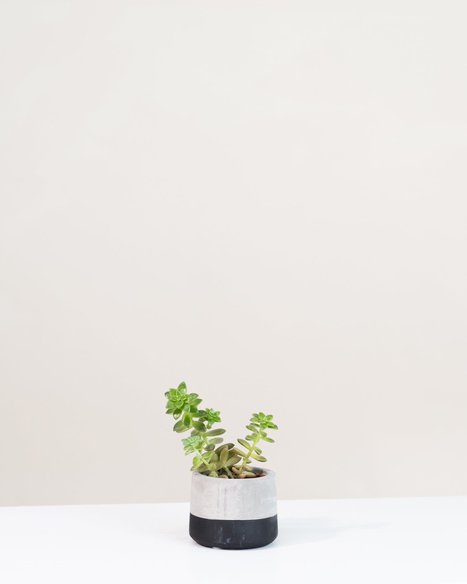 Graptopetalum paraguayense