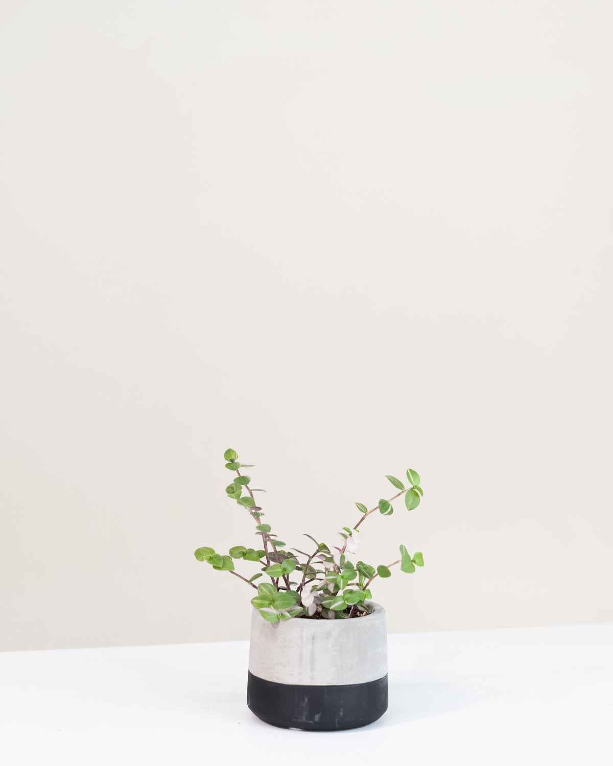 Callisia repens « Bianca »