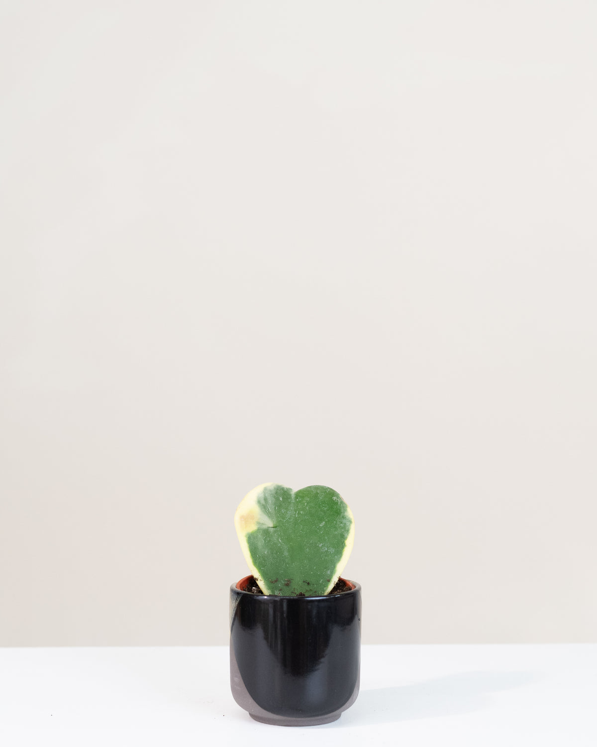 Hoya kerri « Variegata »