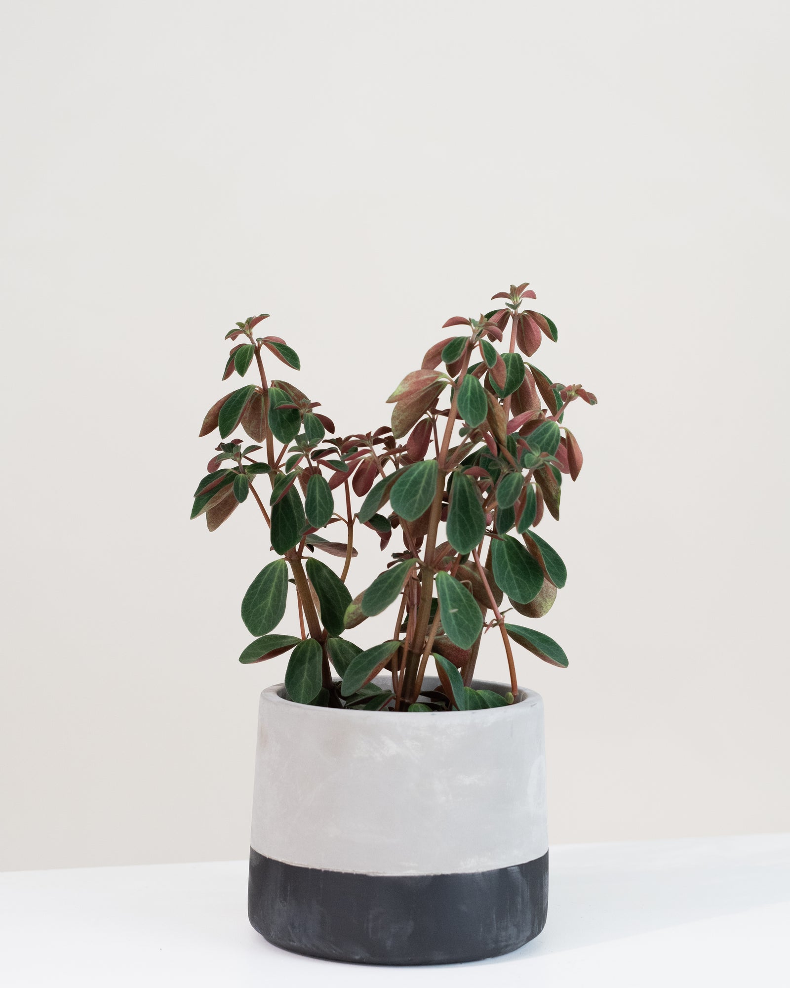 Peperomia verticillata