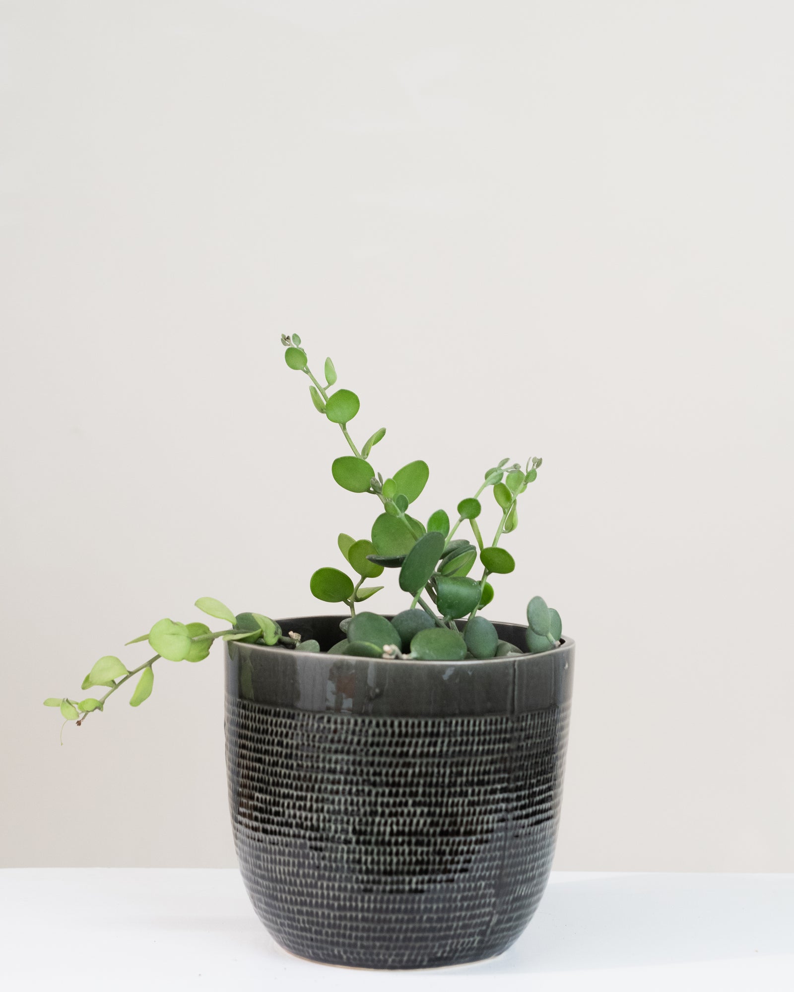 Xerosicyos danguyi
