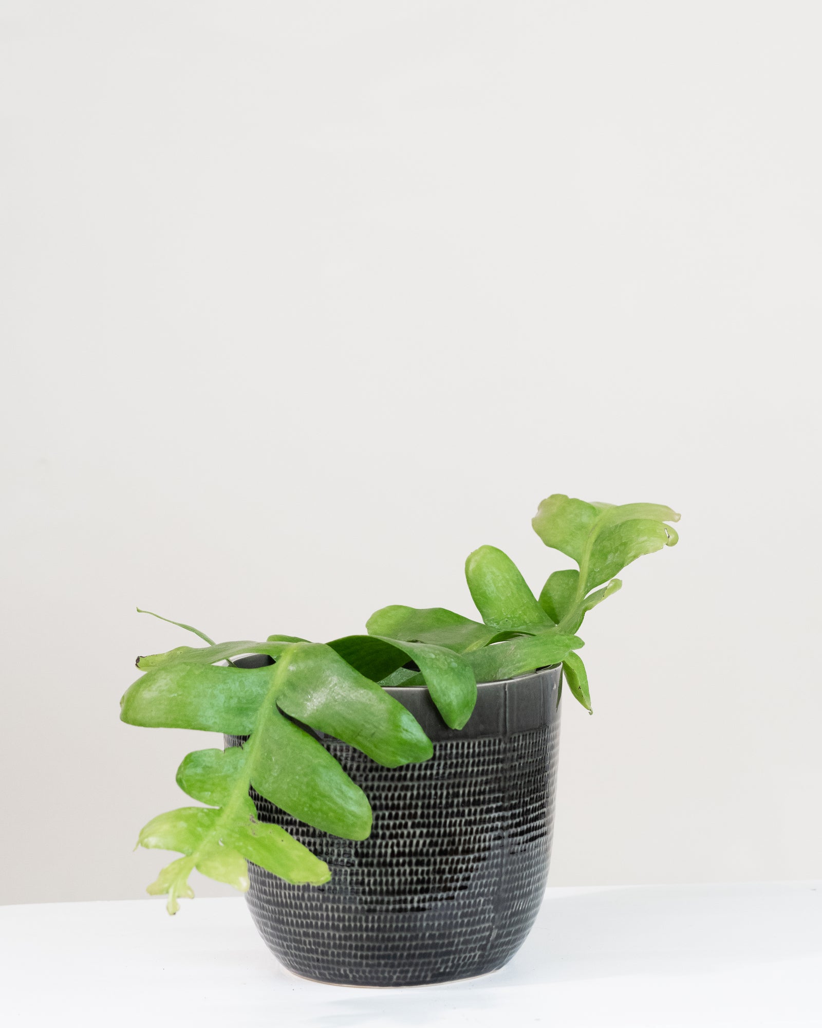 Selenicereus chrysocardium « Fern leaf cactus »