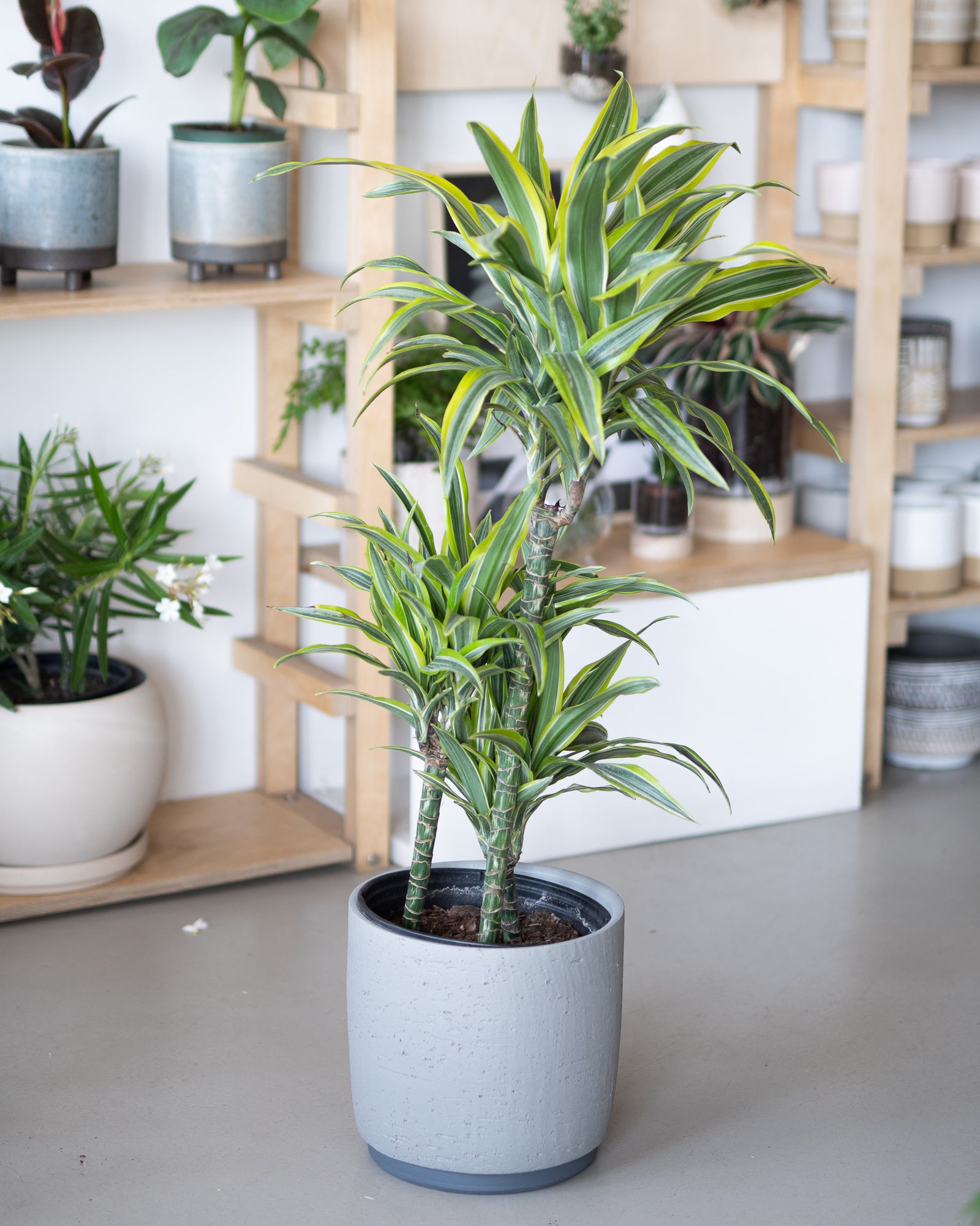 Dracaena « Goldstar » Cutback Cane