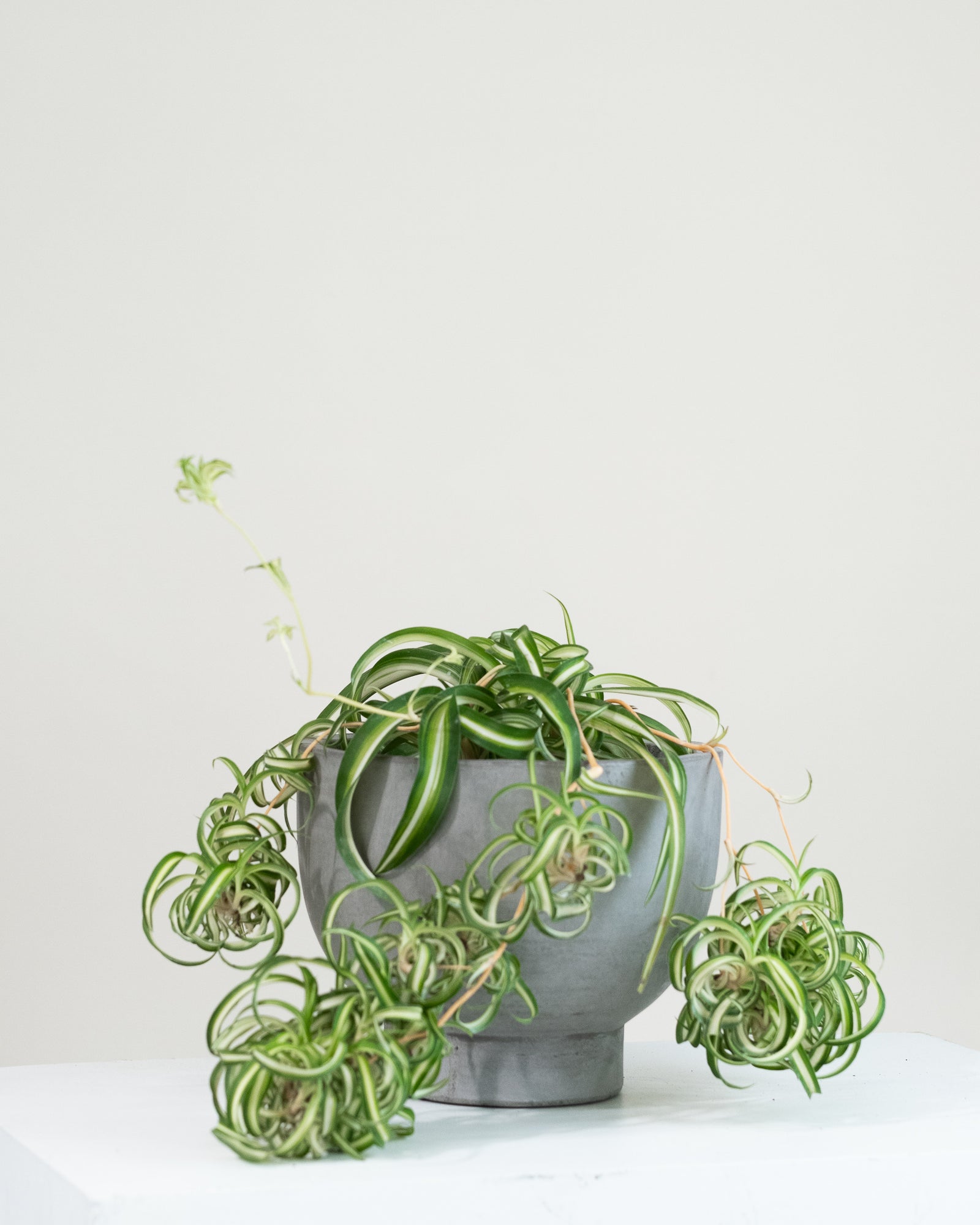 Chlorophytum comosum « Bonnie »