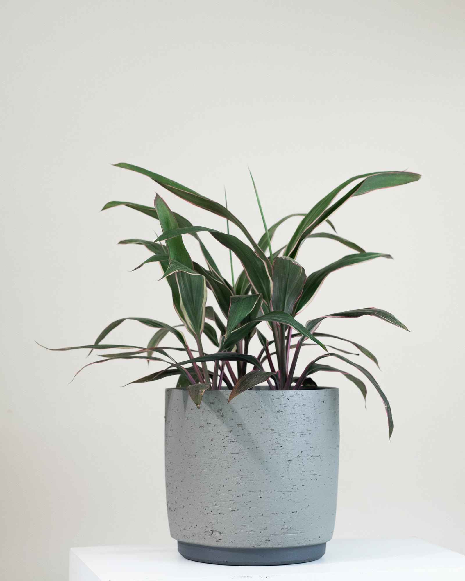 Cordyline « Pink Diamond »
