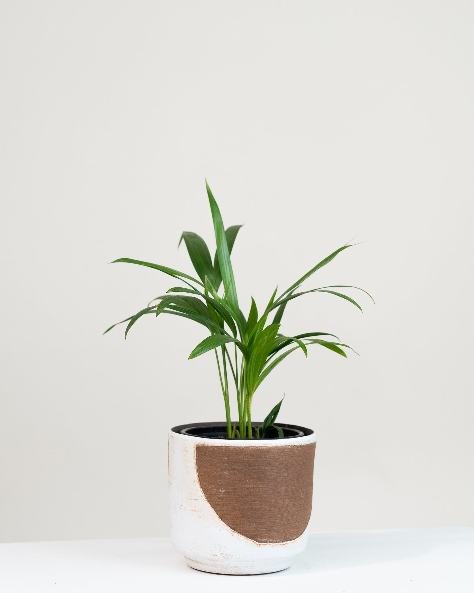 Chrysalidocarpus lutescens