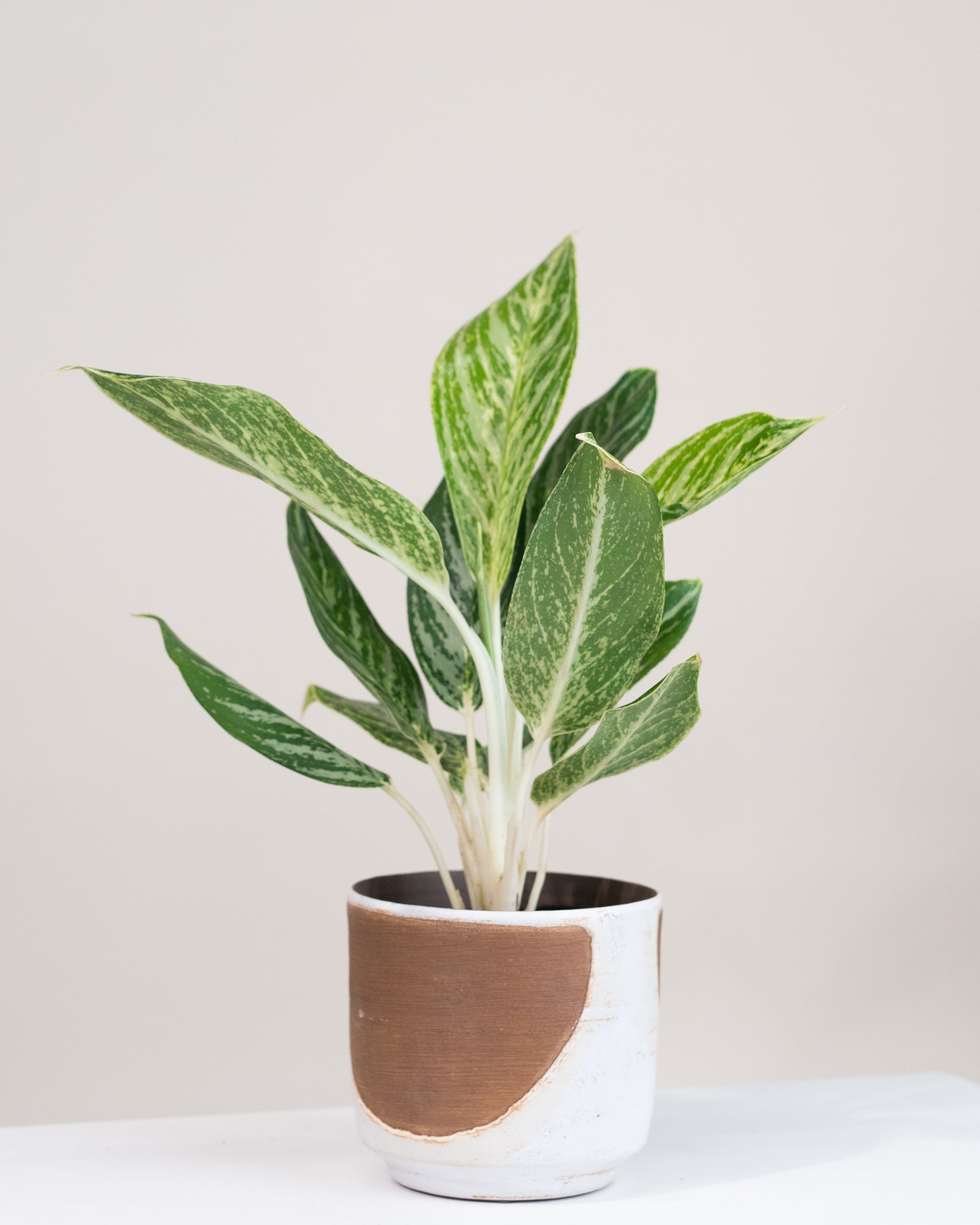 Aglaonema « Golden Madonna »